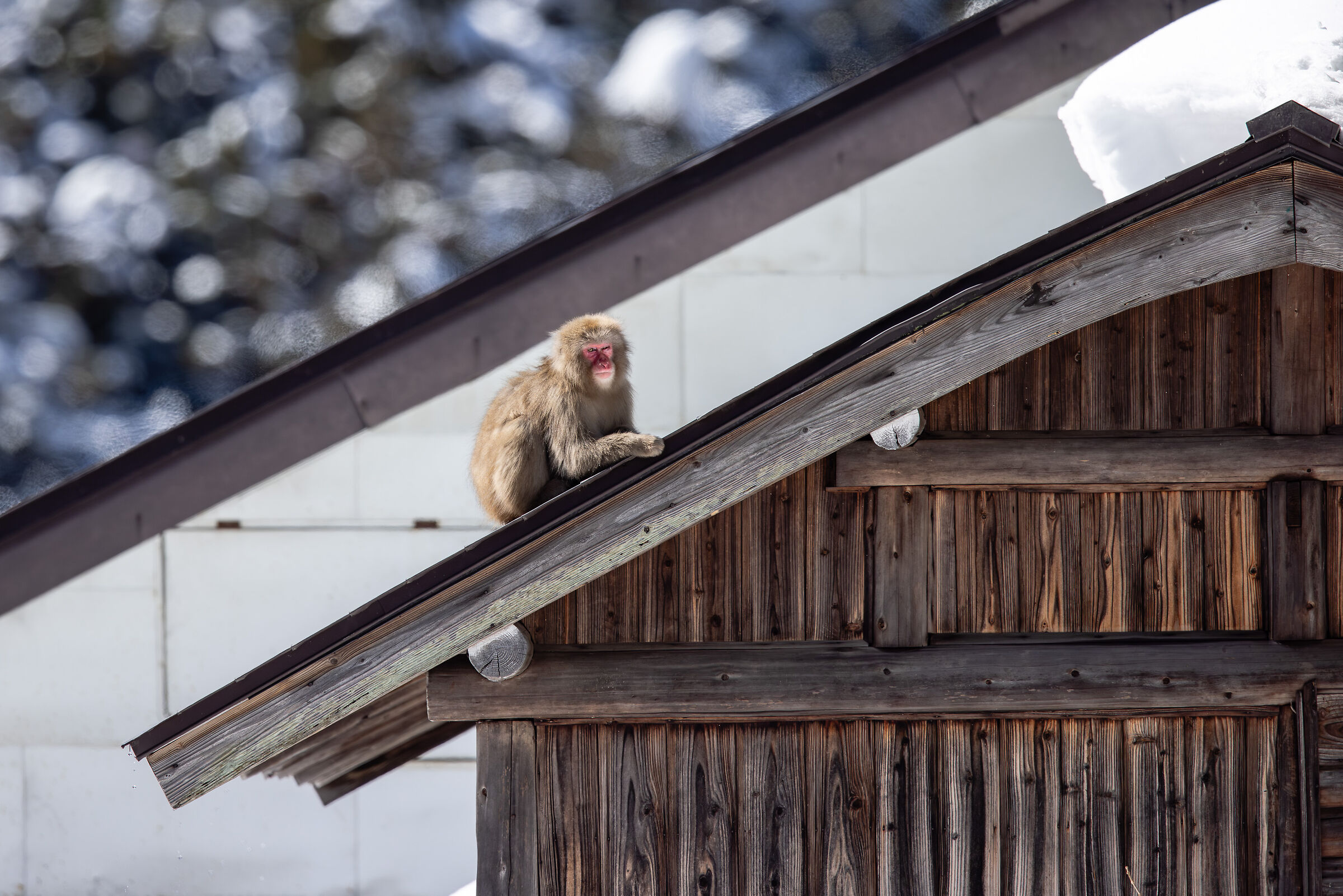 2025 Winter, Wild Japan