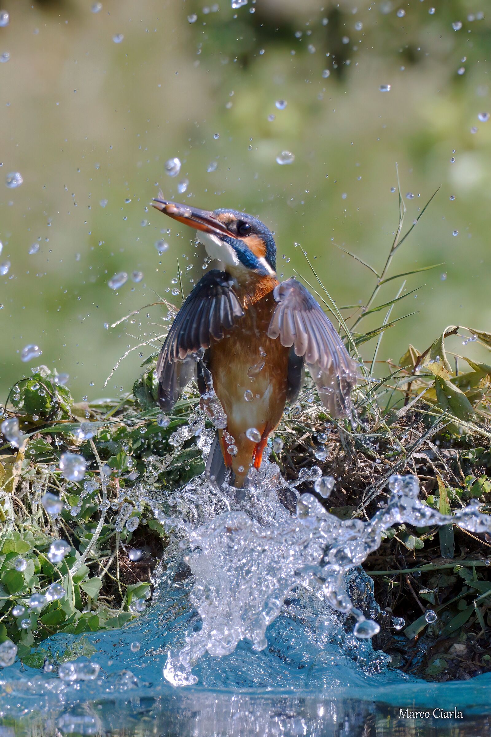 Kingfisher