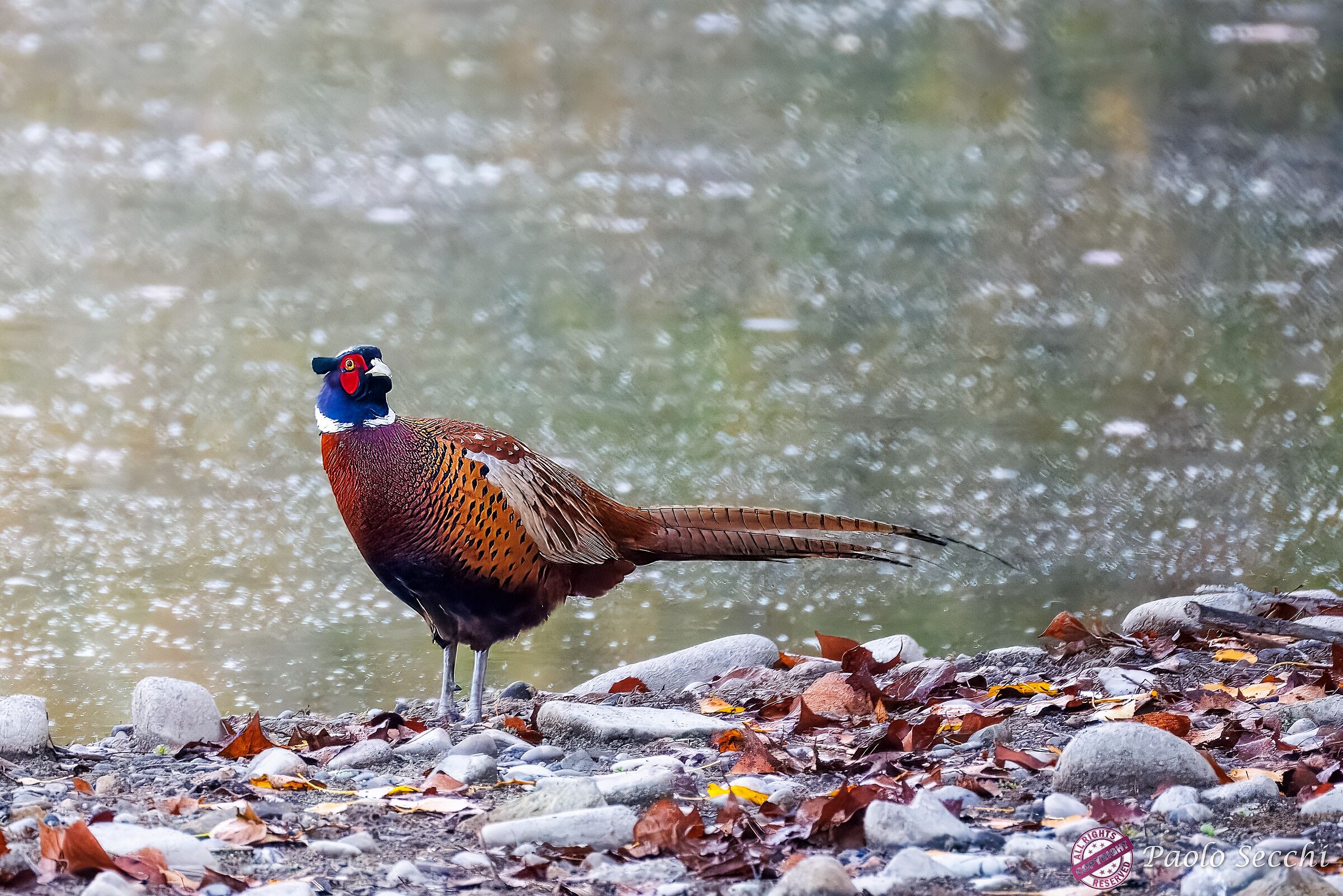 Phasianus colchicus (Common Pheasant) m.