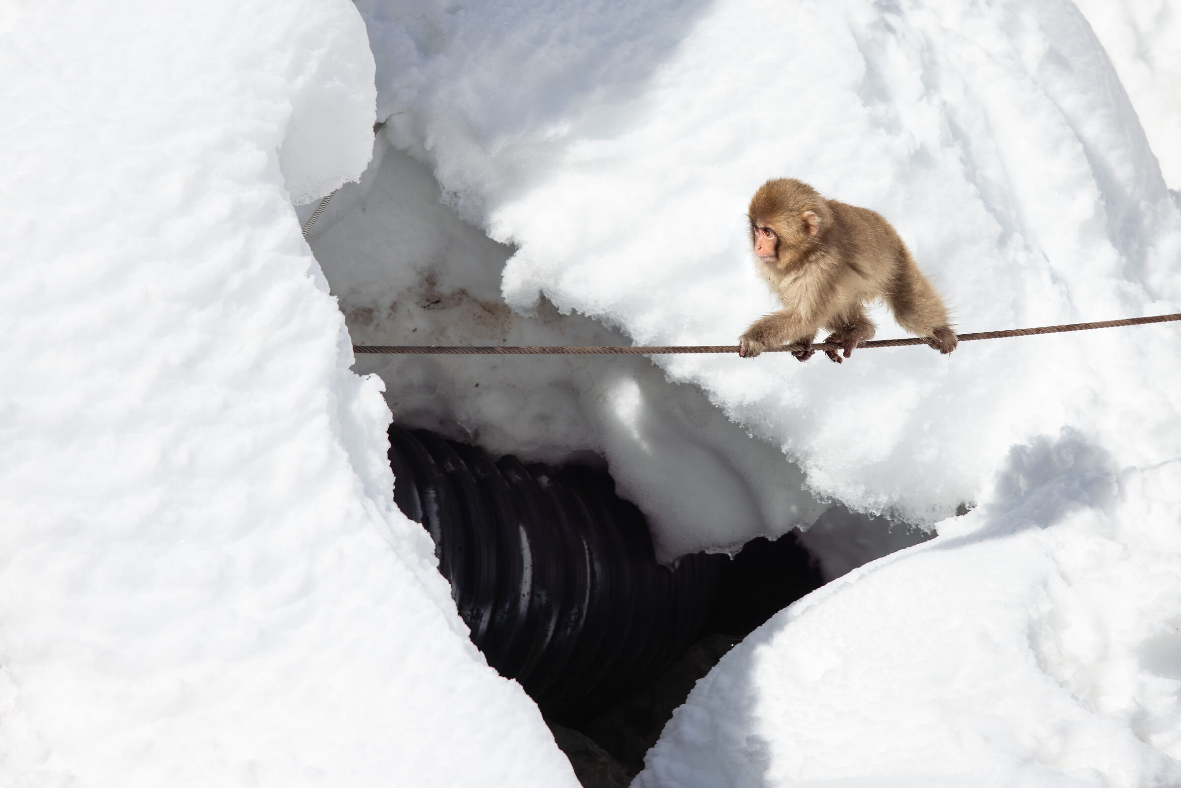 2025 Winter, Wild Japan