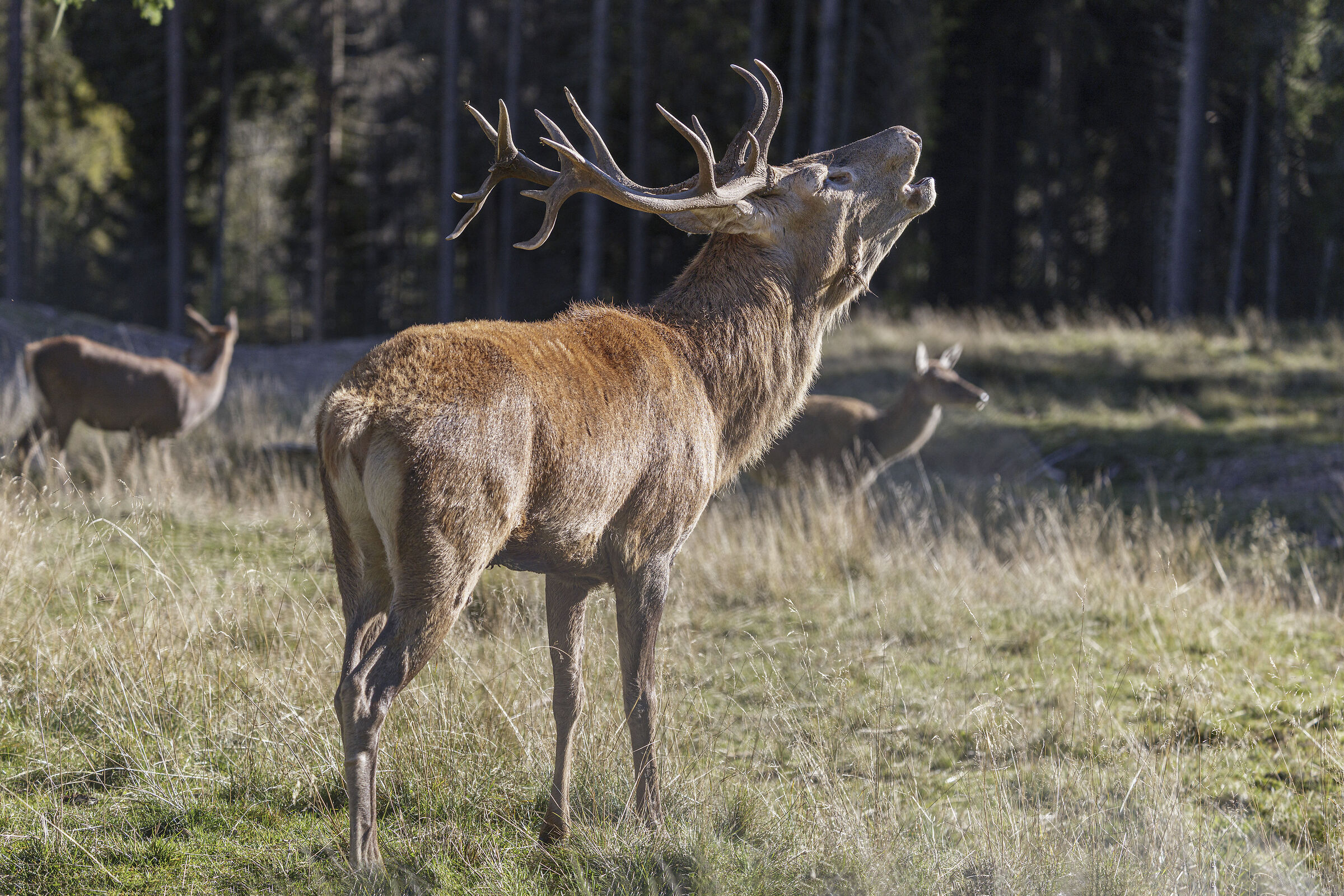 Deer roar