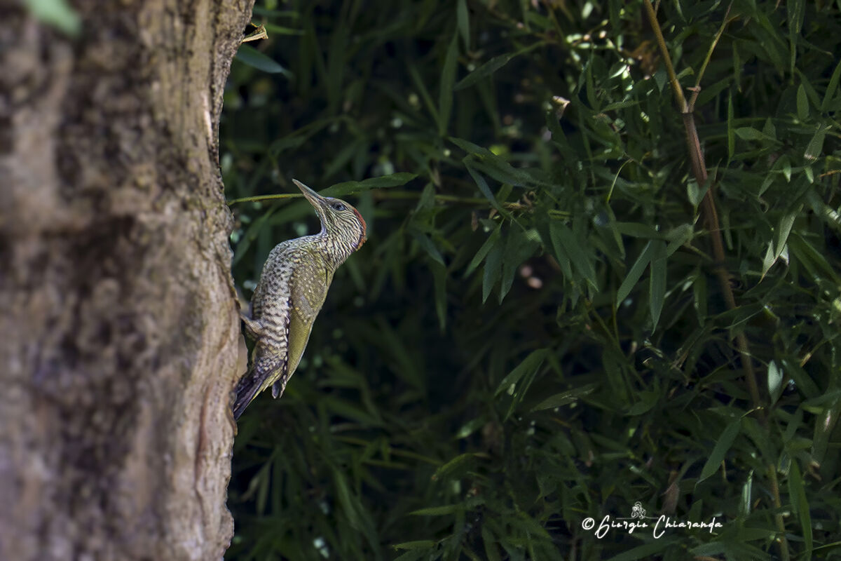 Juv Green Woodpecker (Picus viridis)