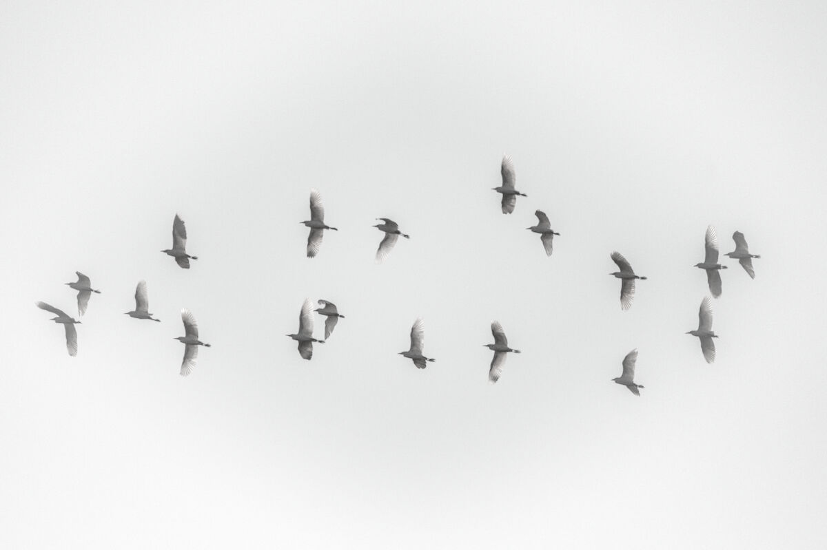 cattle egrets