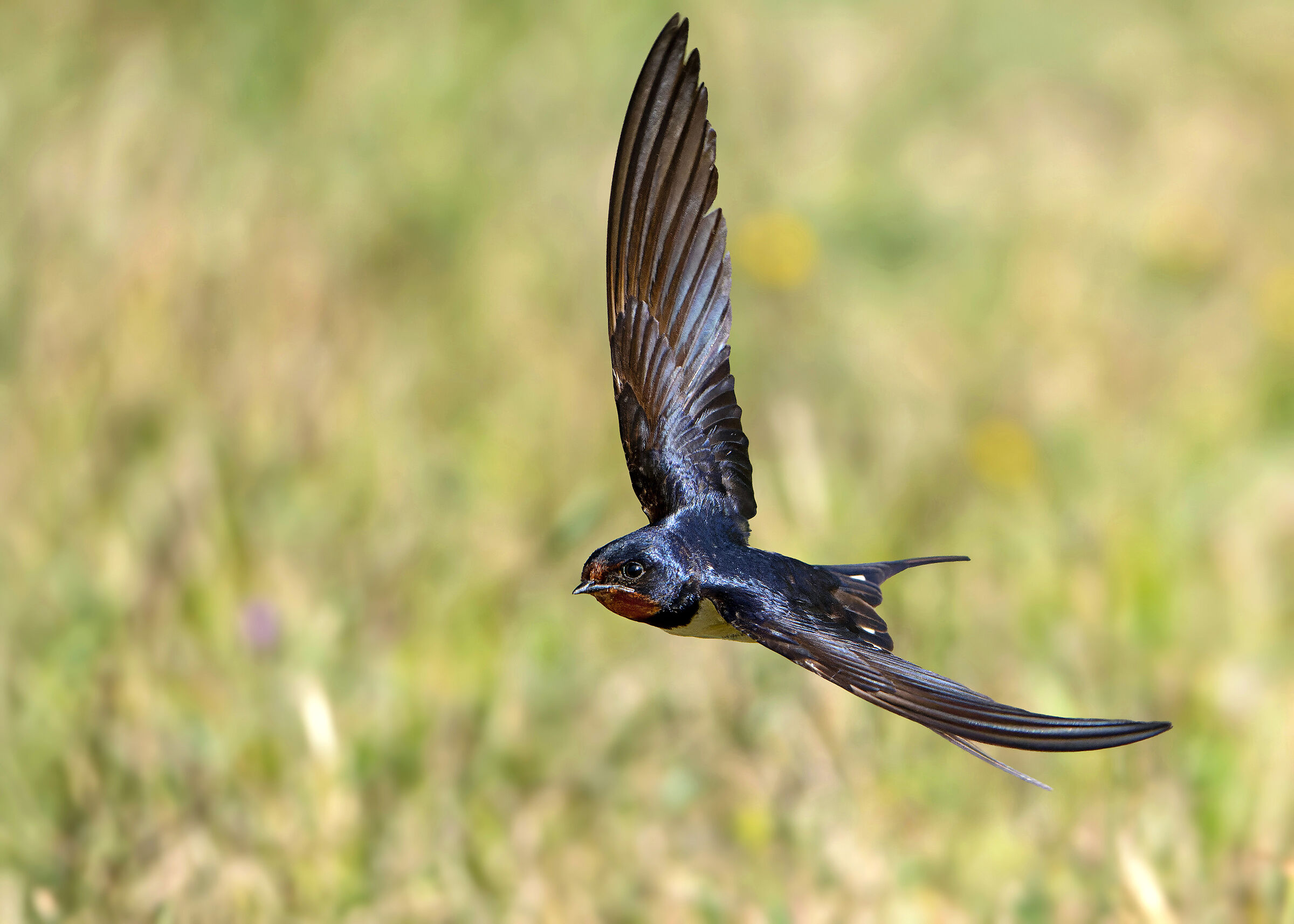 Swallow