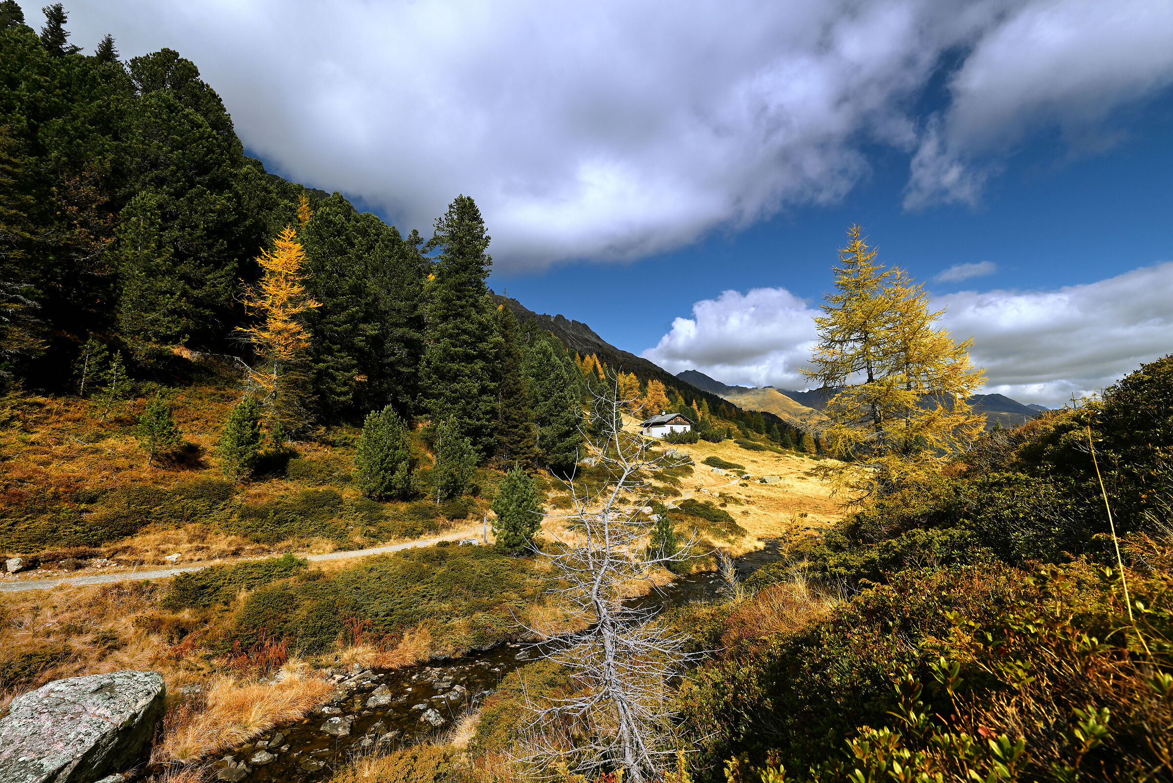 Larici lungo il ruscello