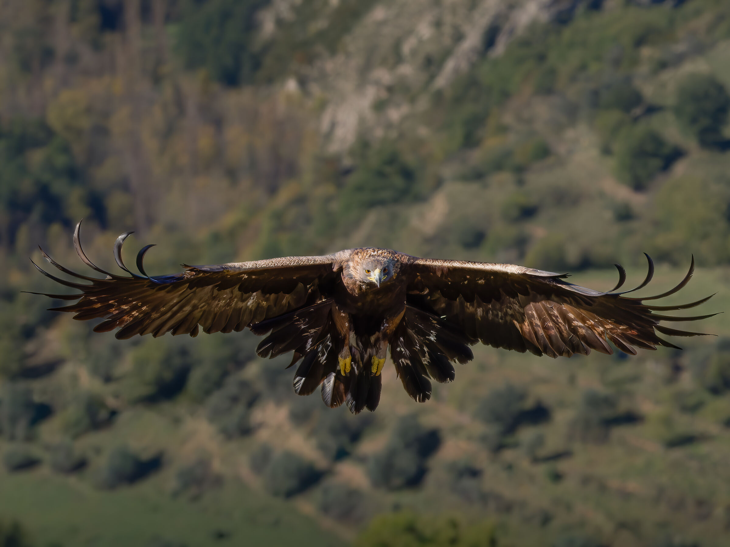 Aquila Reale