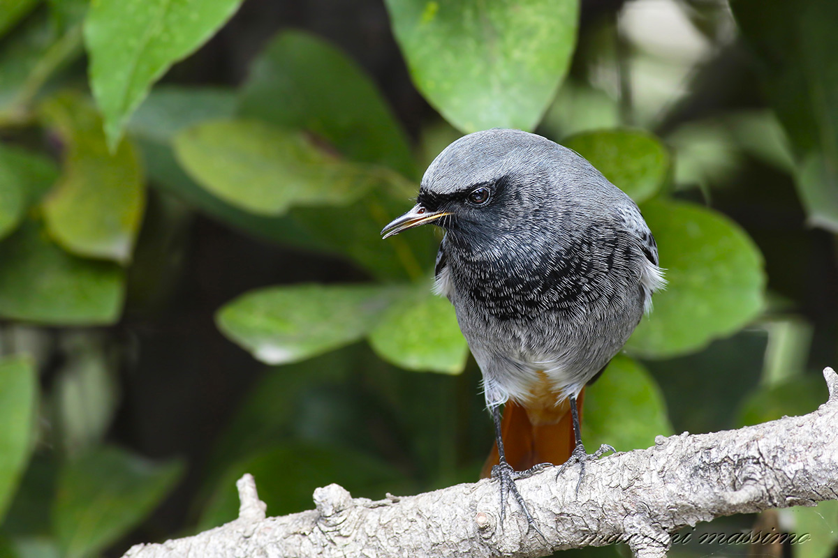 black redstart