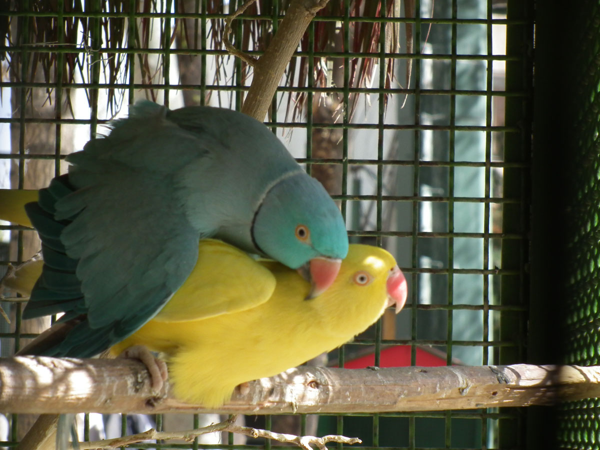 Parrot (Garden Birds)