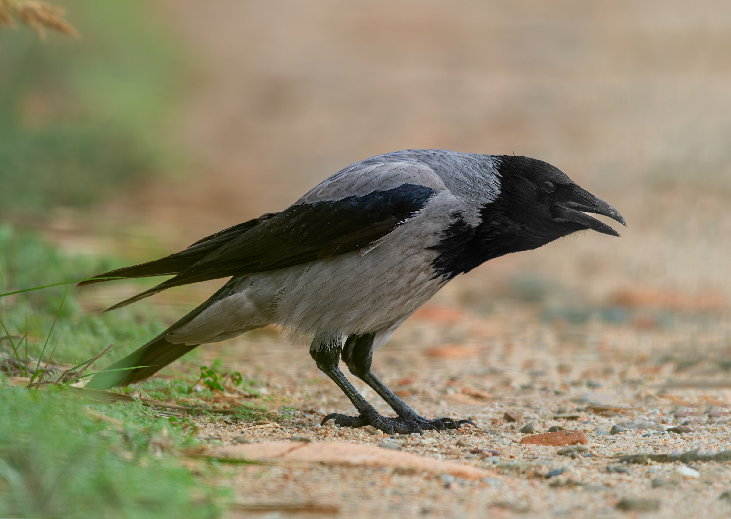 Crow
