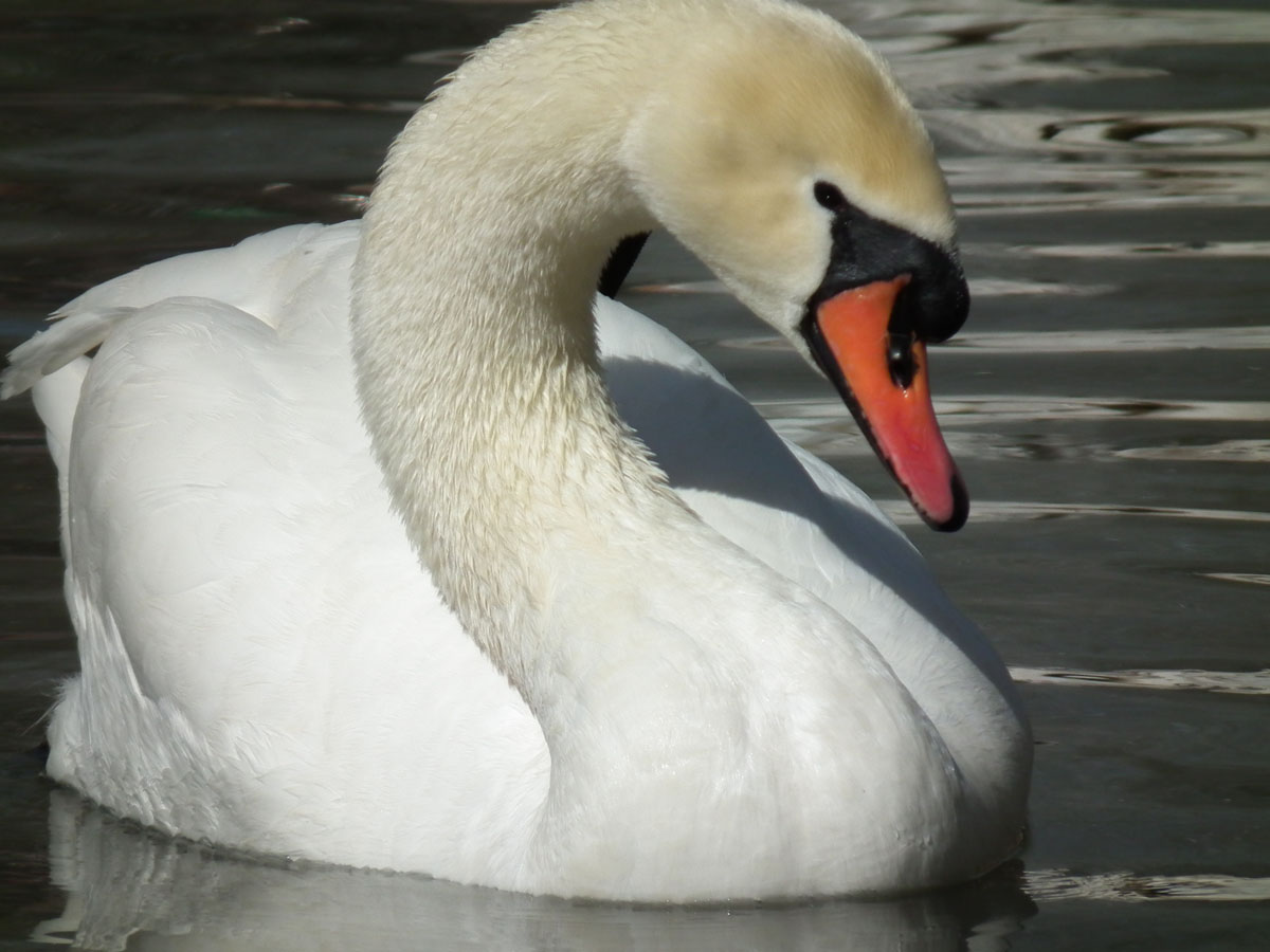 Swan