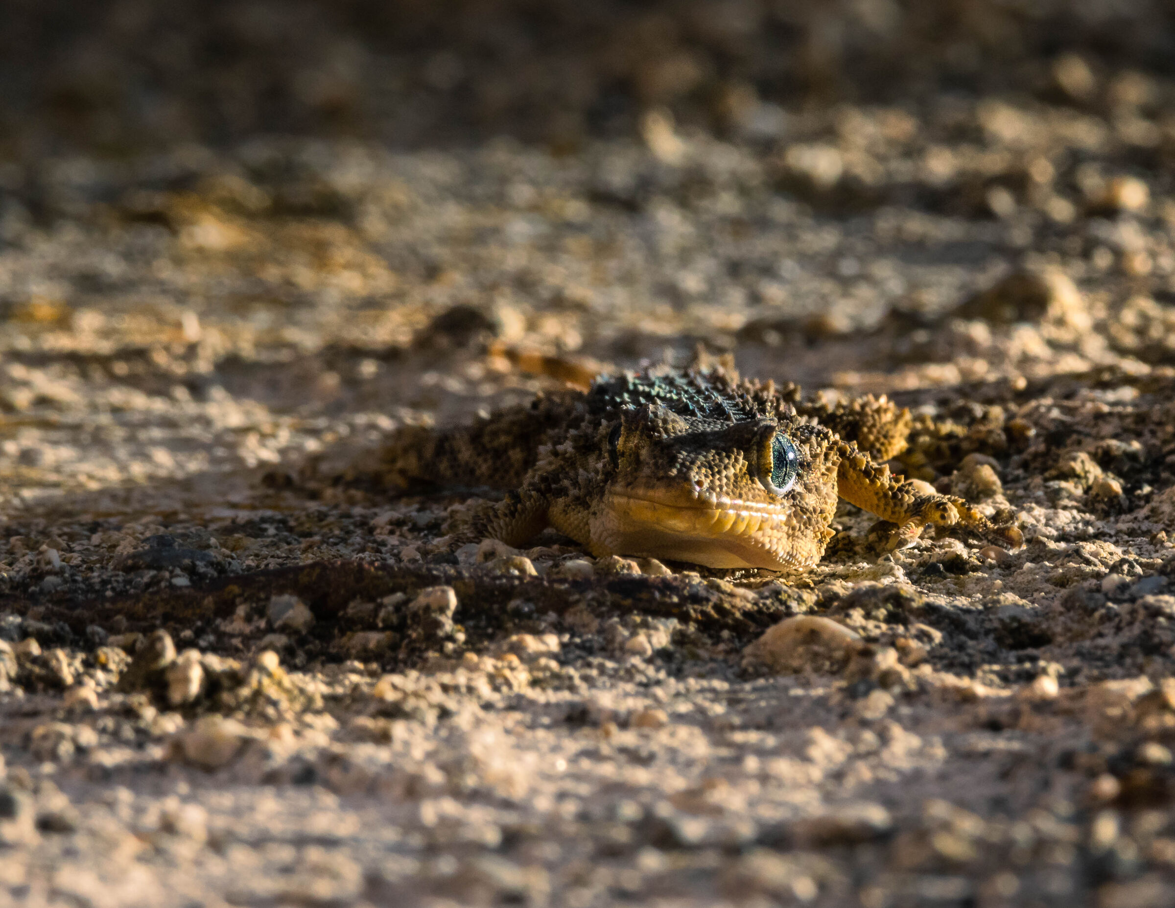 Tarentola mauritanica