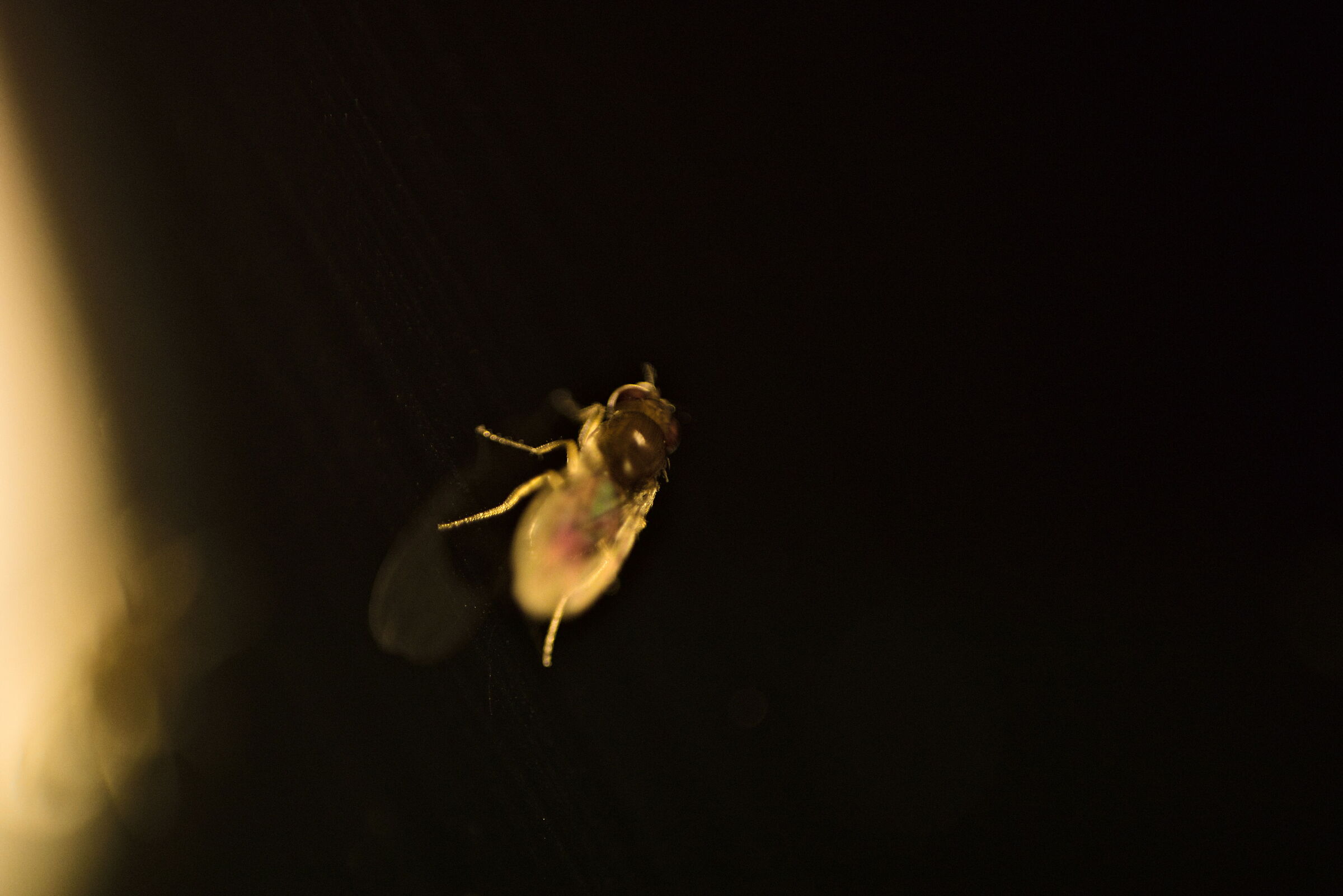 D. (Sophophora) Melanogaste