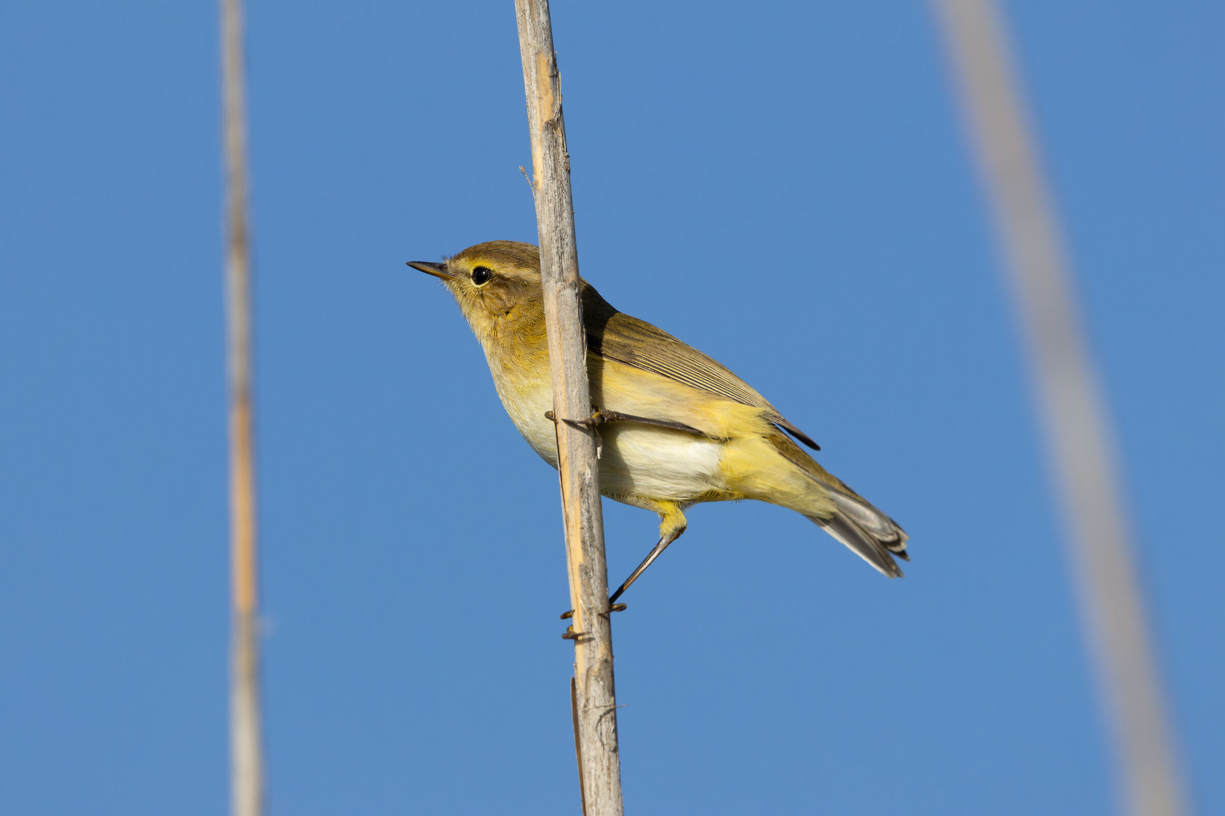 Luì piccolo