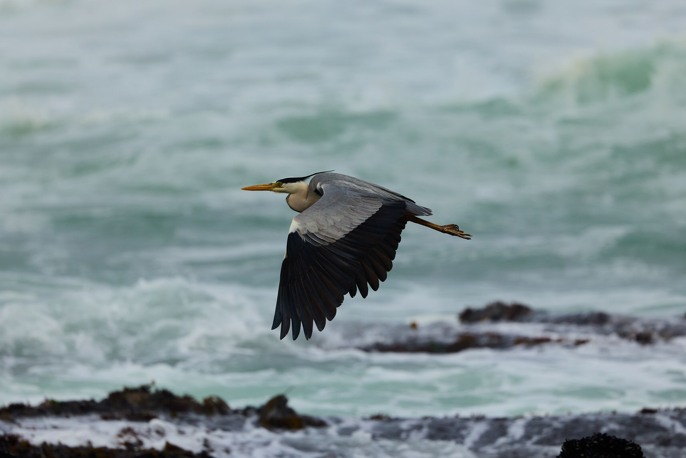 Ardea cinerea
