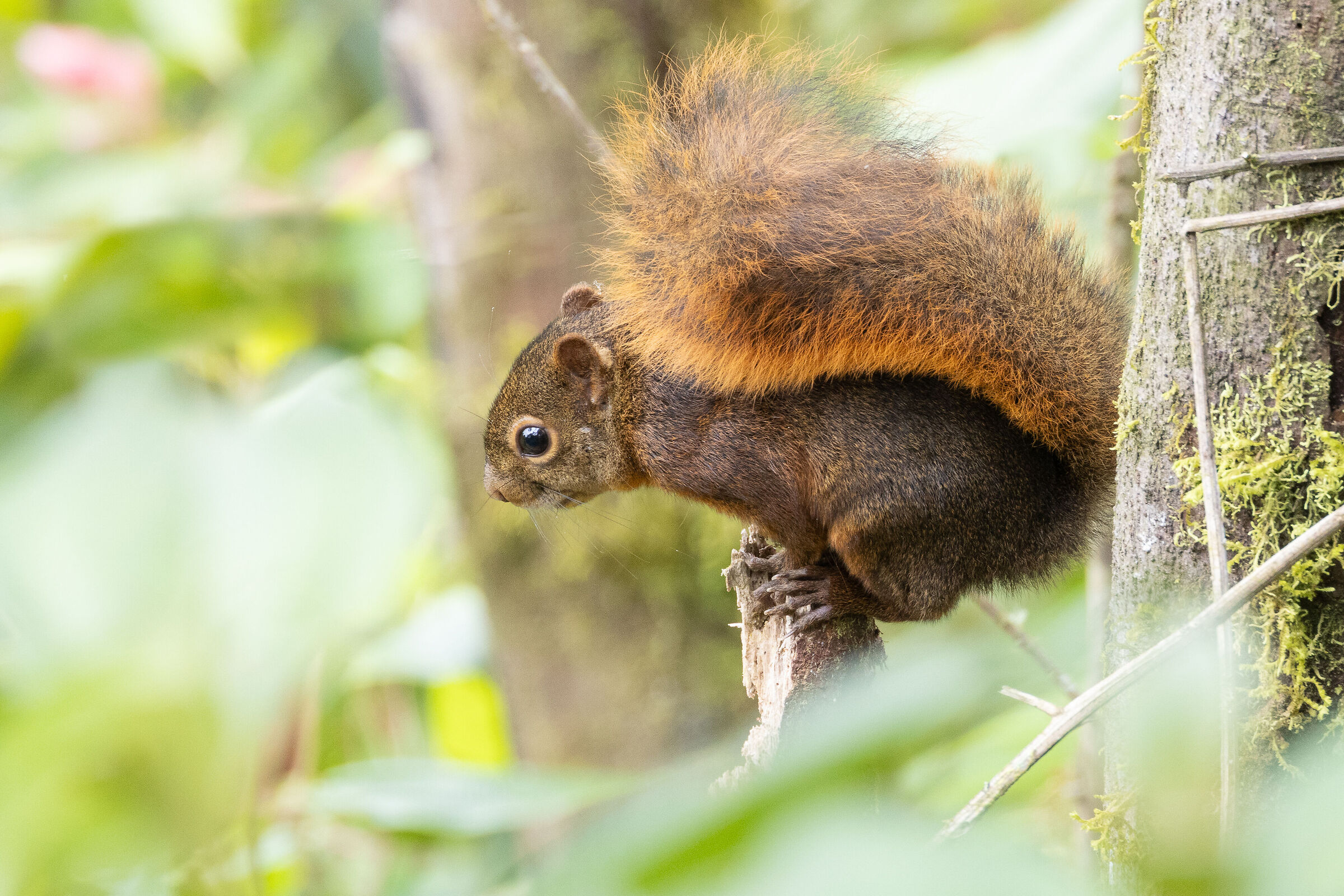 Scoiattolo dalla coda rossa