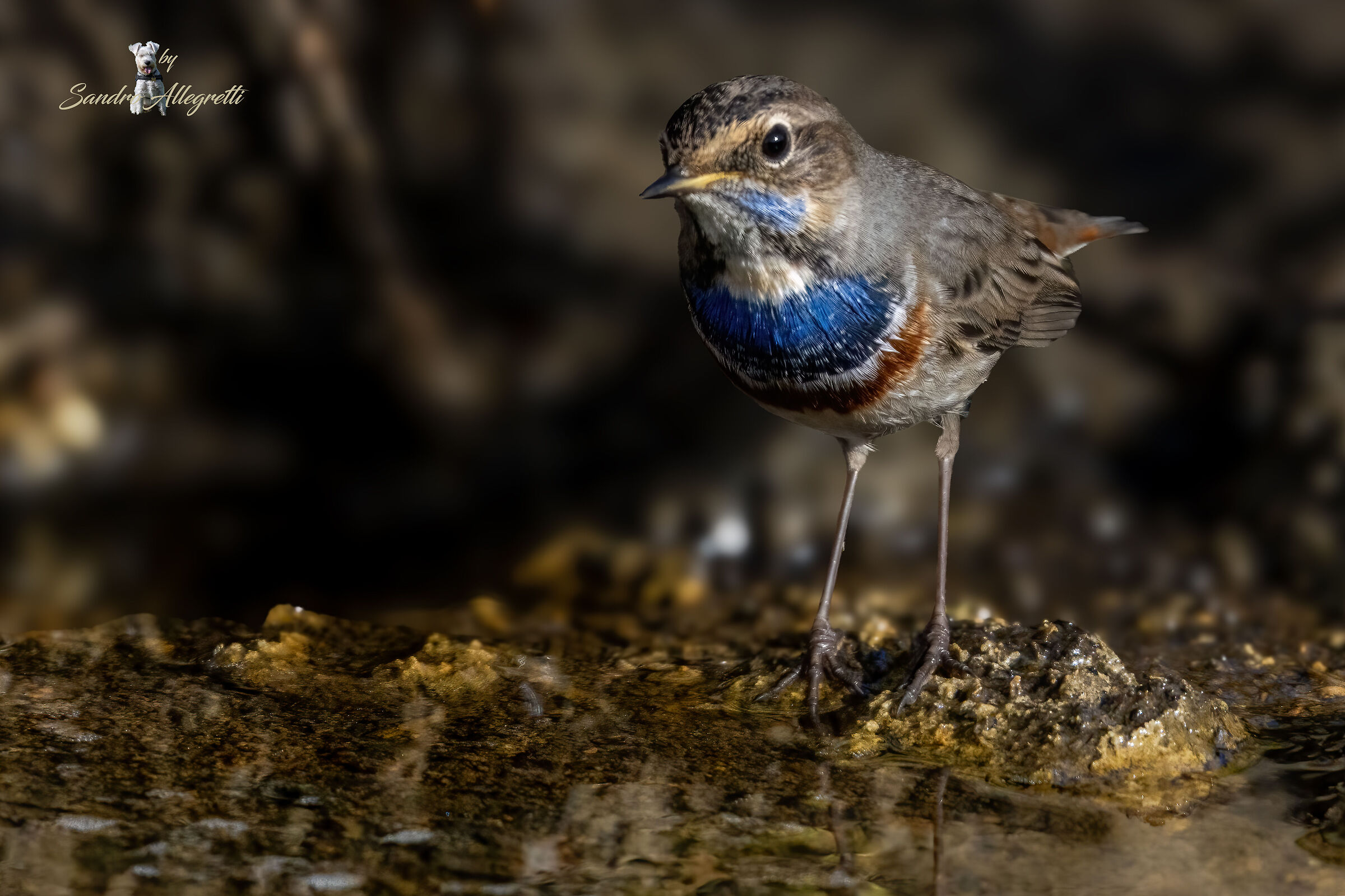Il pettazzurro (Luscinia svecica)