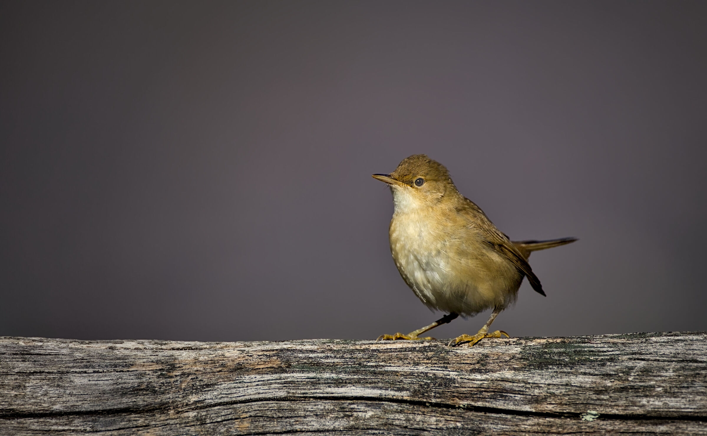 Common reed warbler