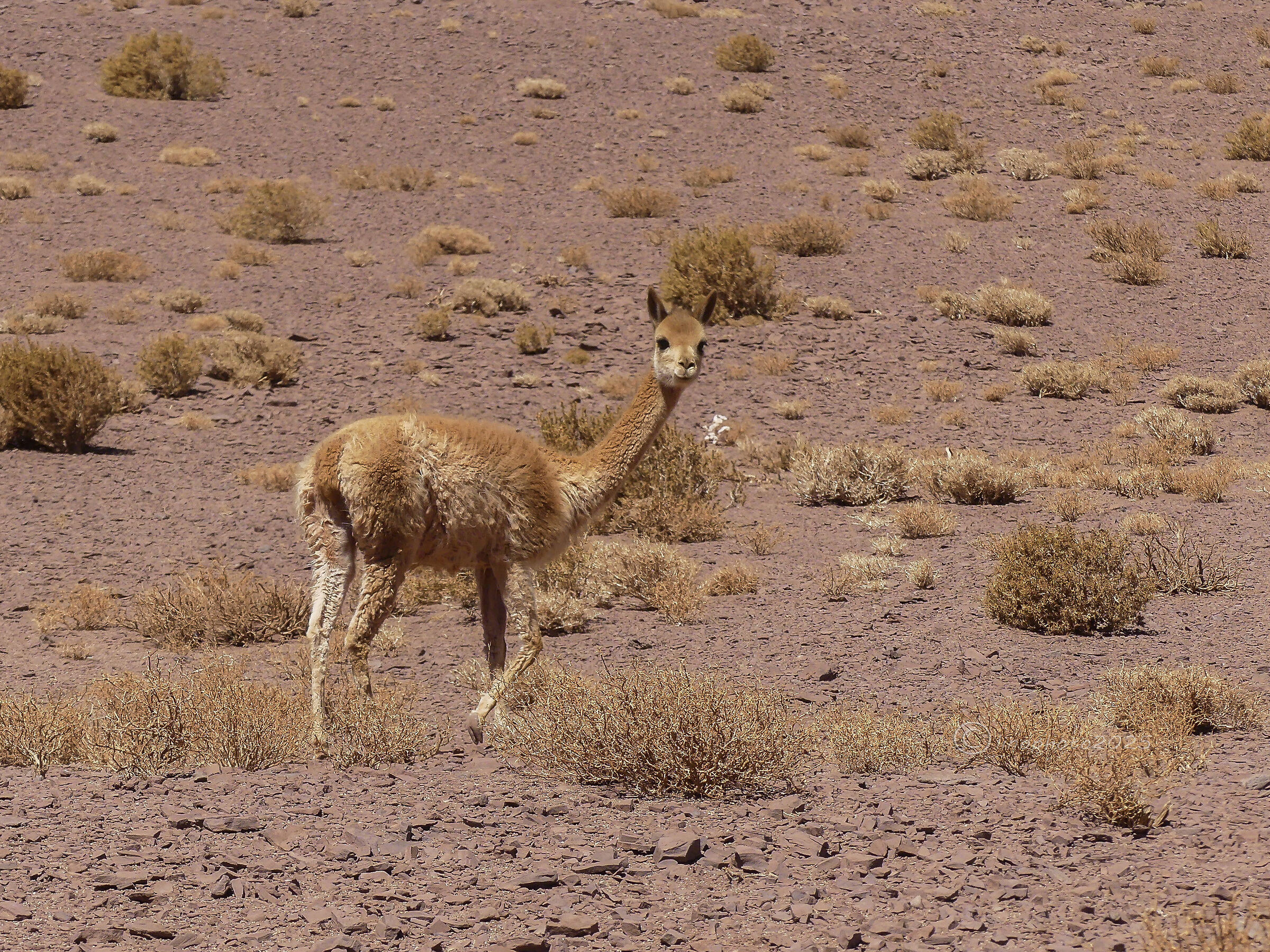 Pune: In the "nothing or almost" they are there (vicu&ntilde...