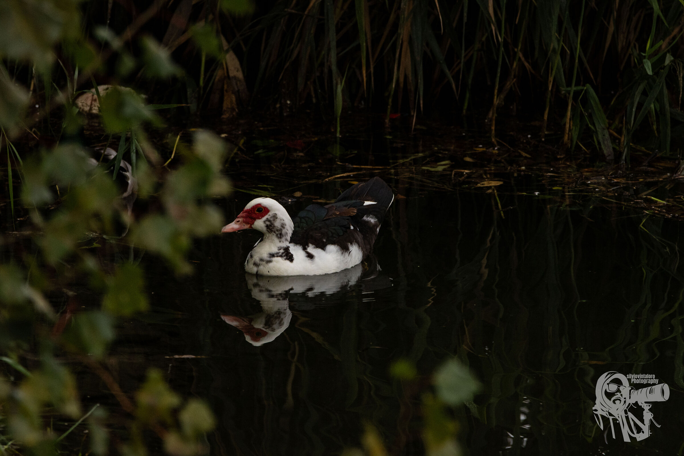Muscovy duck