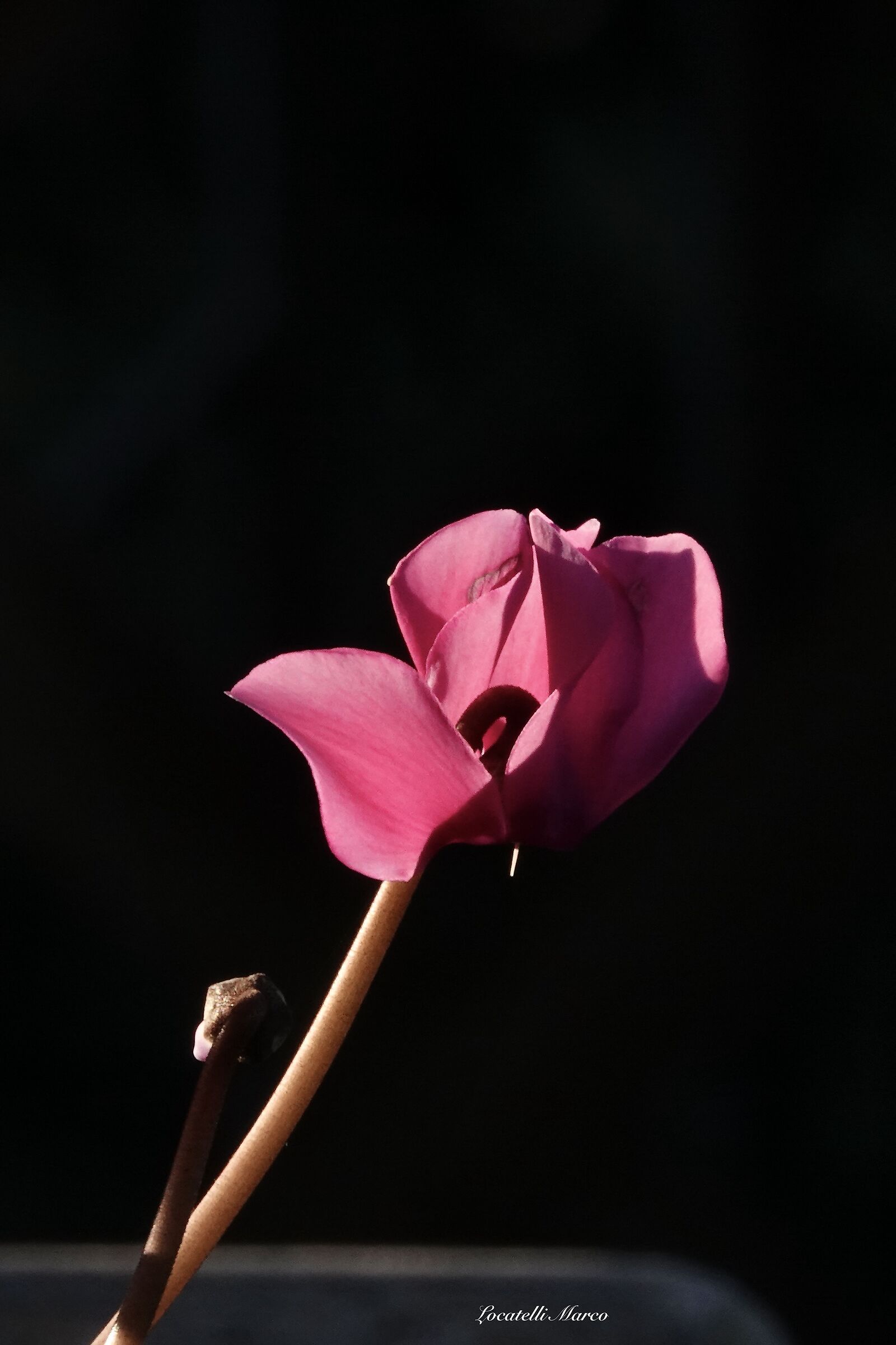 Cyclamen