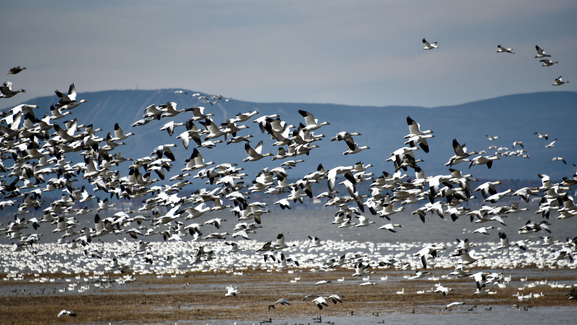 Thousands of geese are in Montmagny near Quebec City