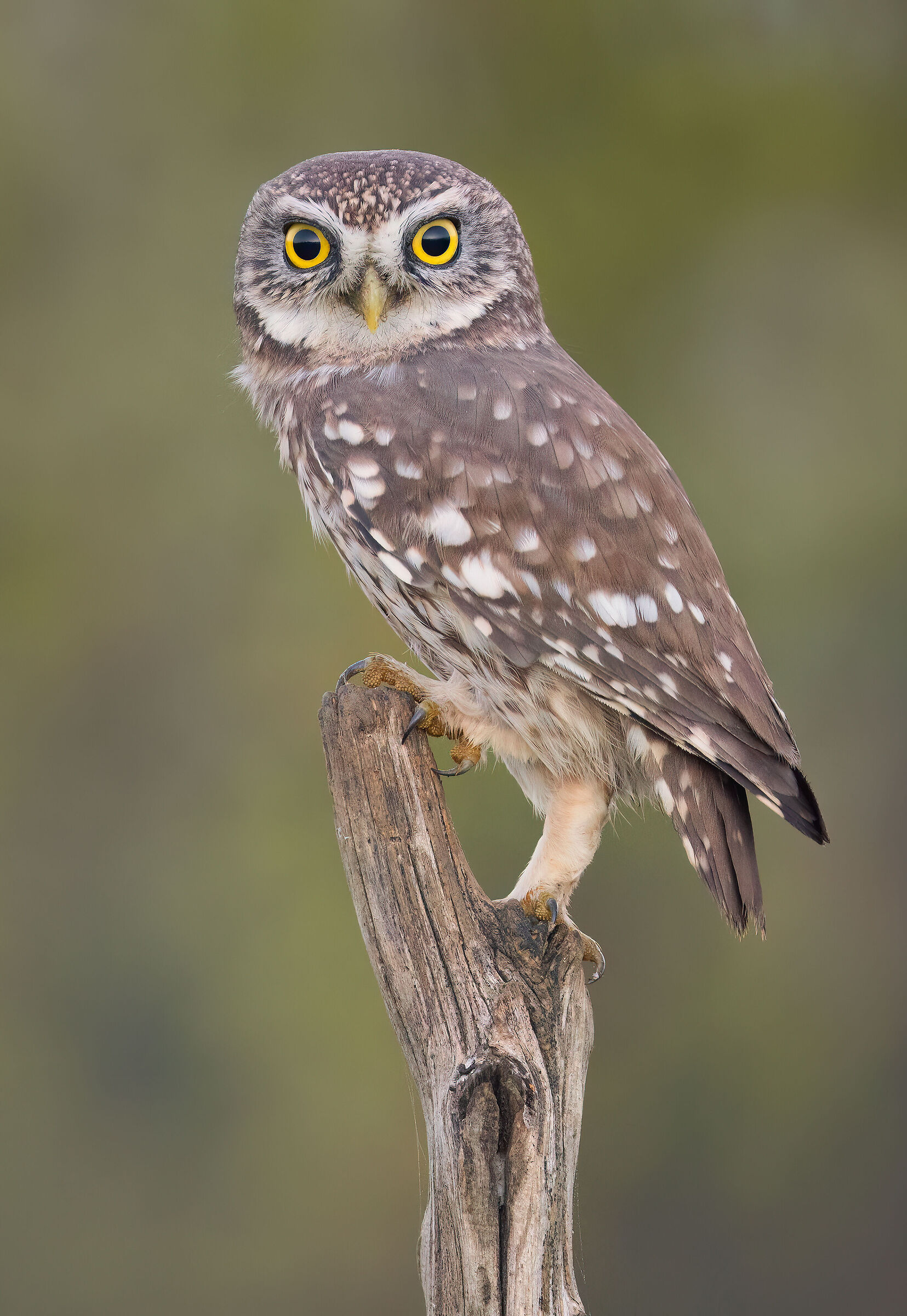owl