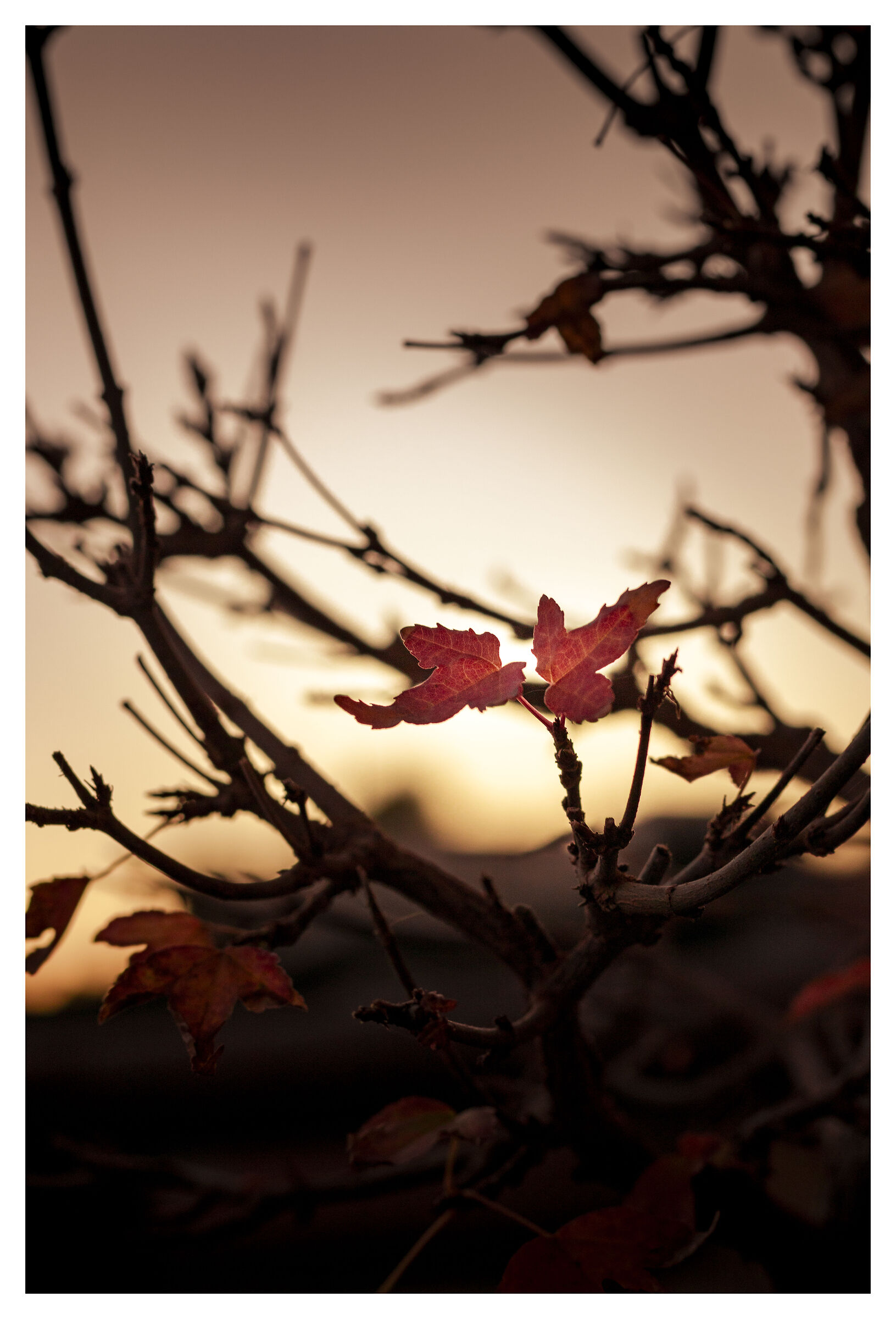 Bonsai and sunsets