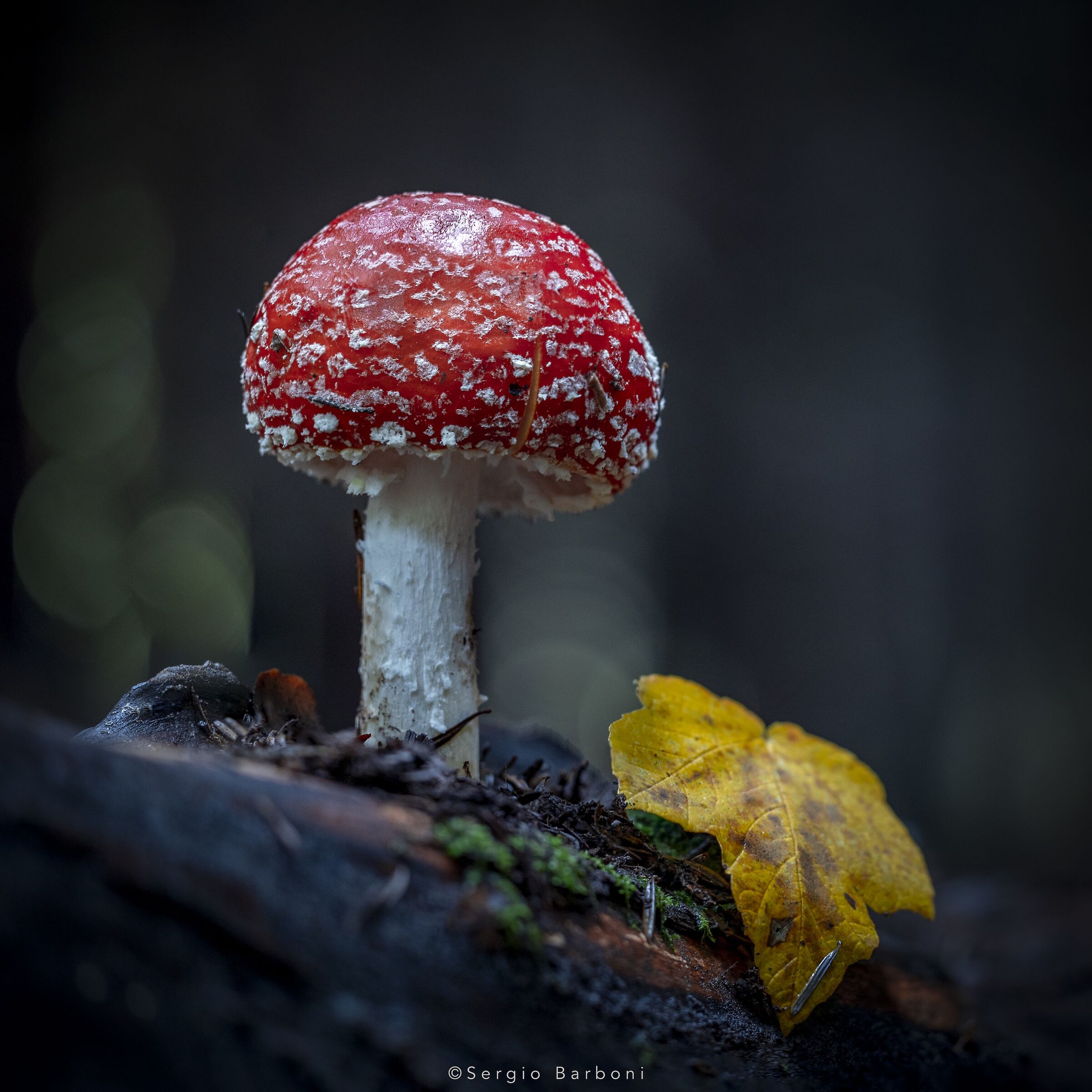 Amanita Muscaria