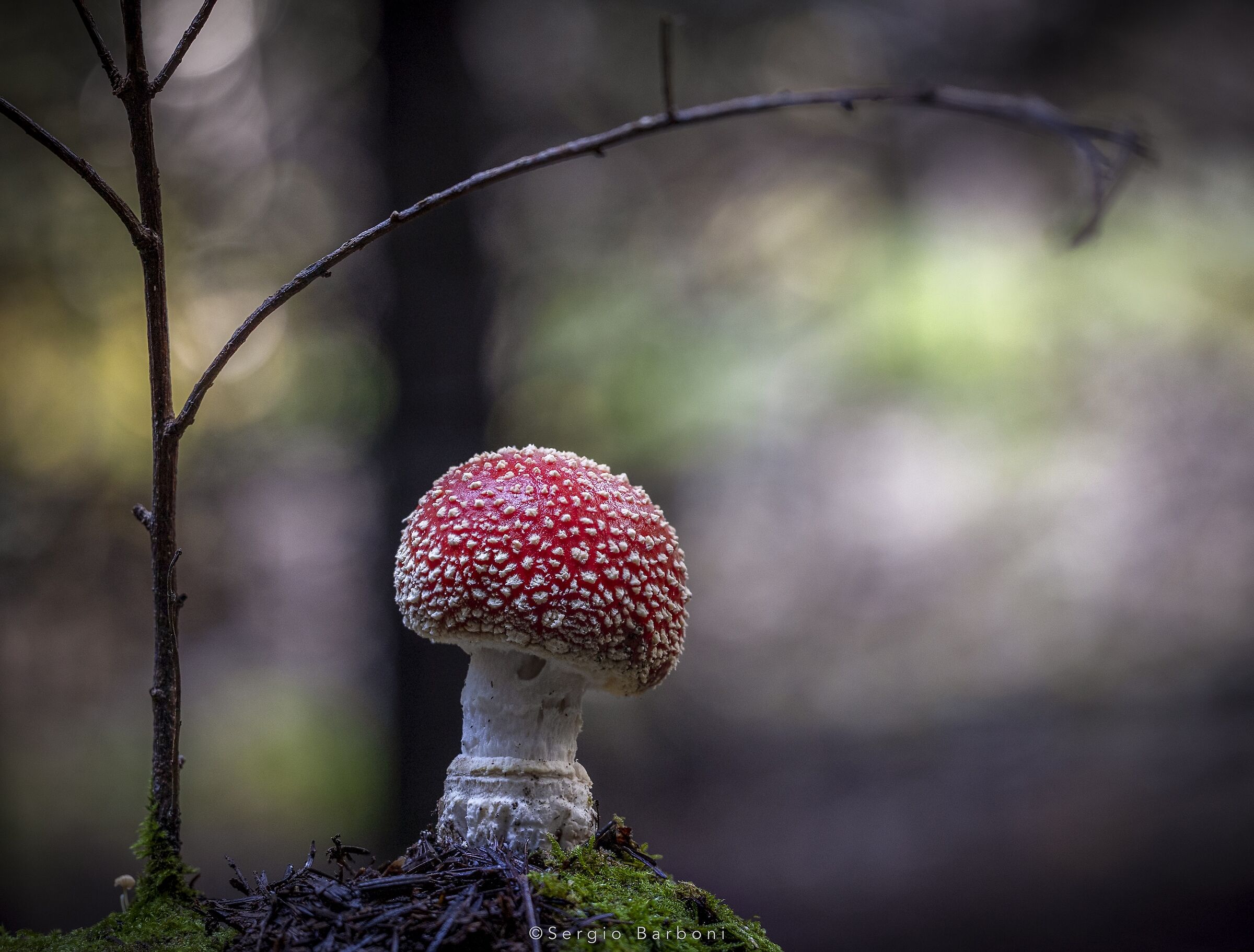 In the woods of Campello