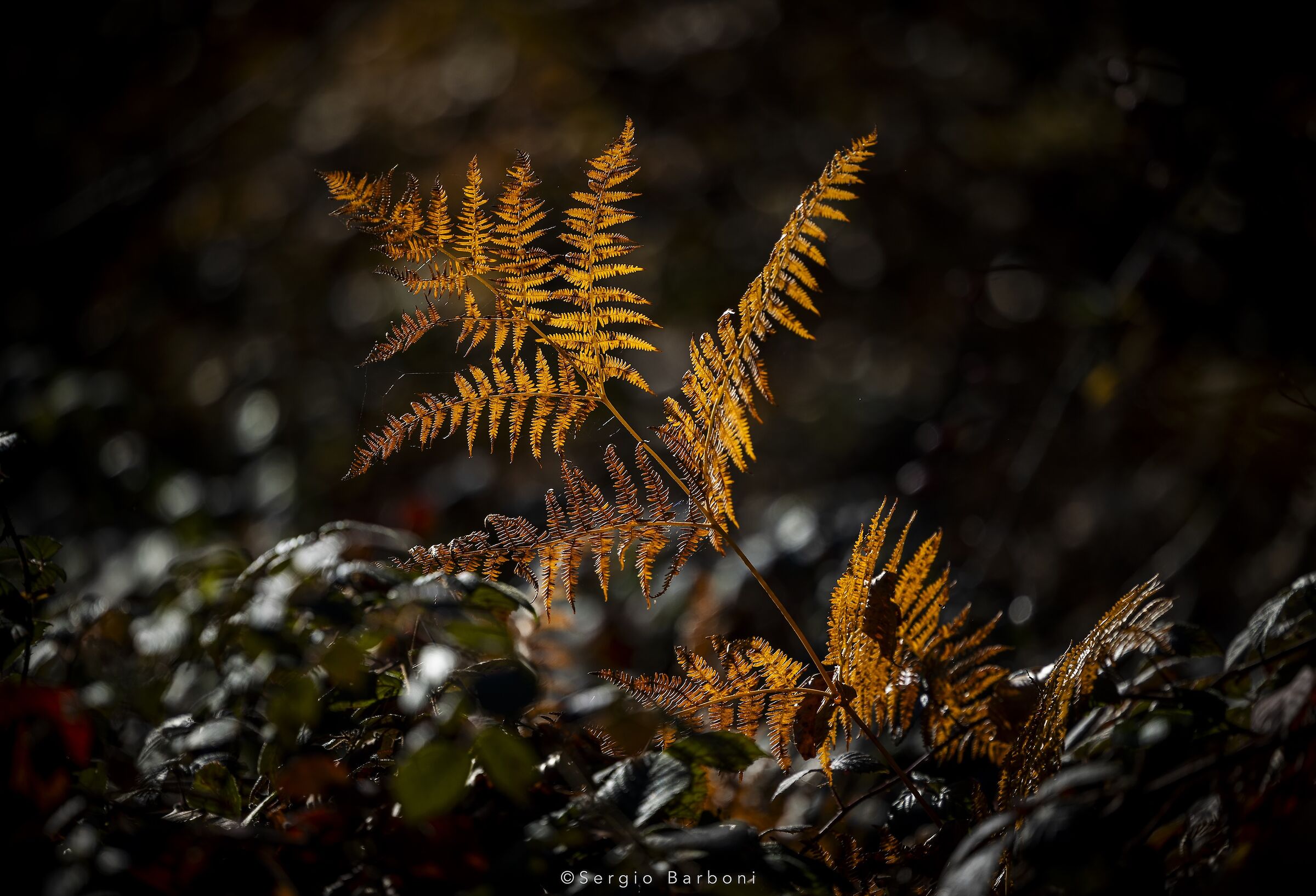 Ferns
