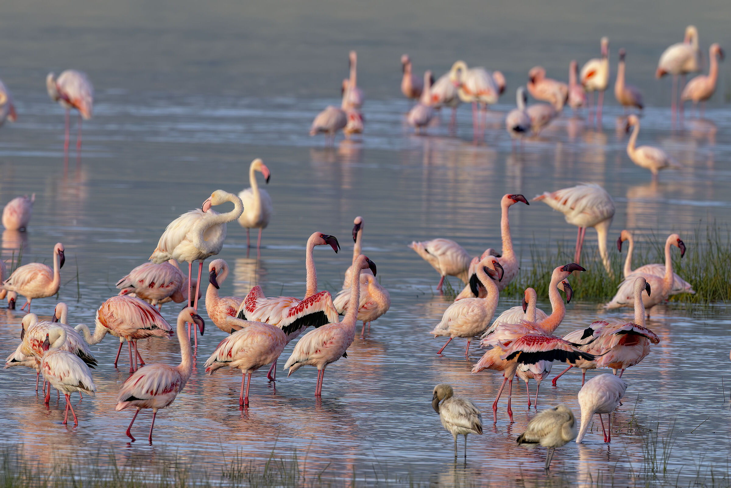 Lesser flamingo
