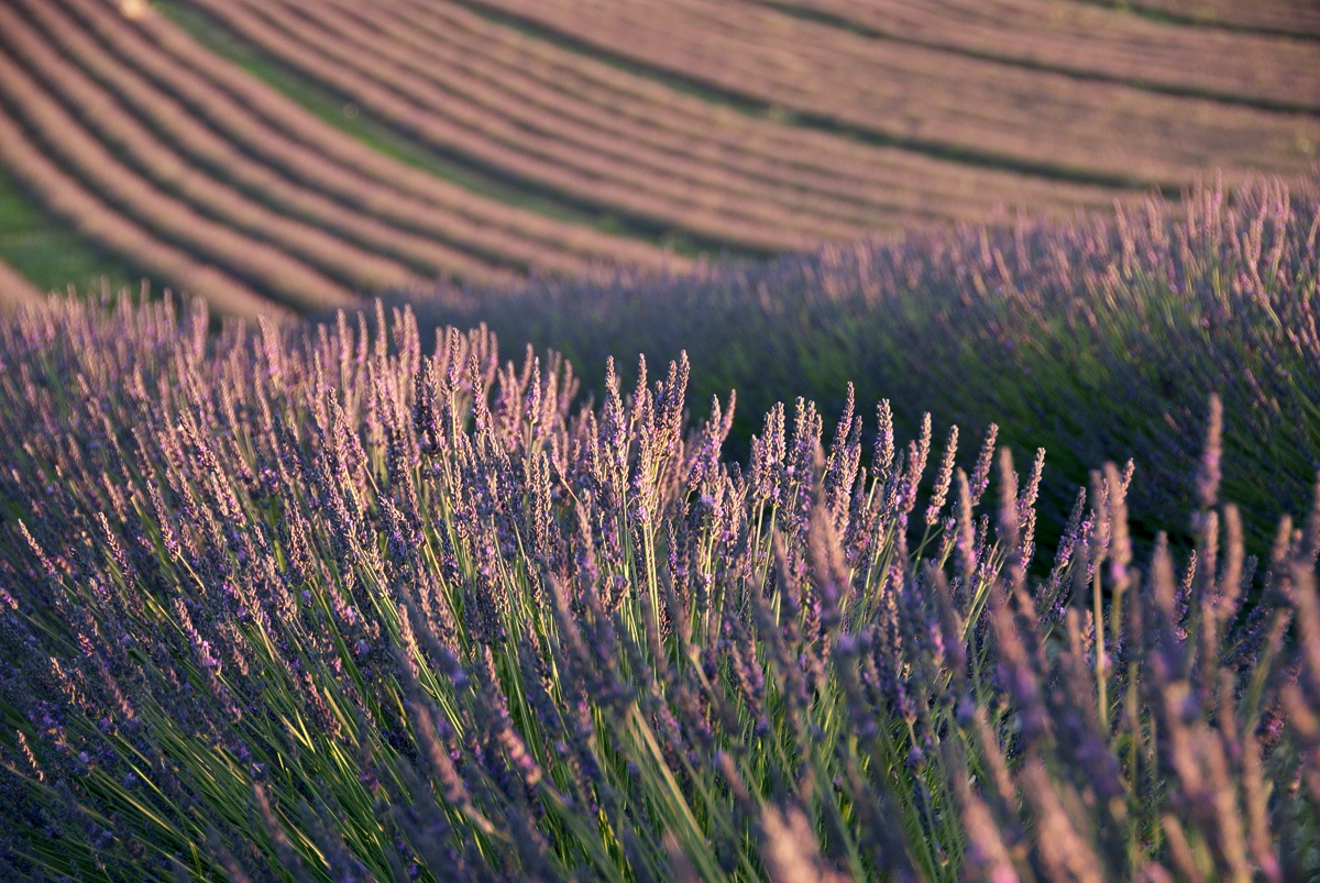 Lavender field 2