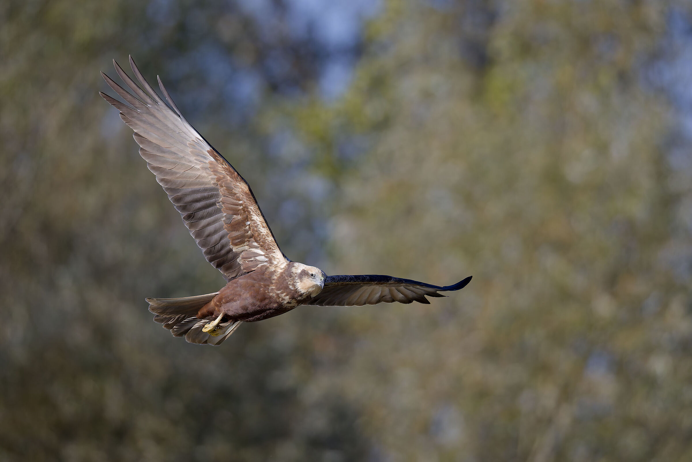 First photos with the new R5ii...