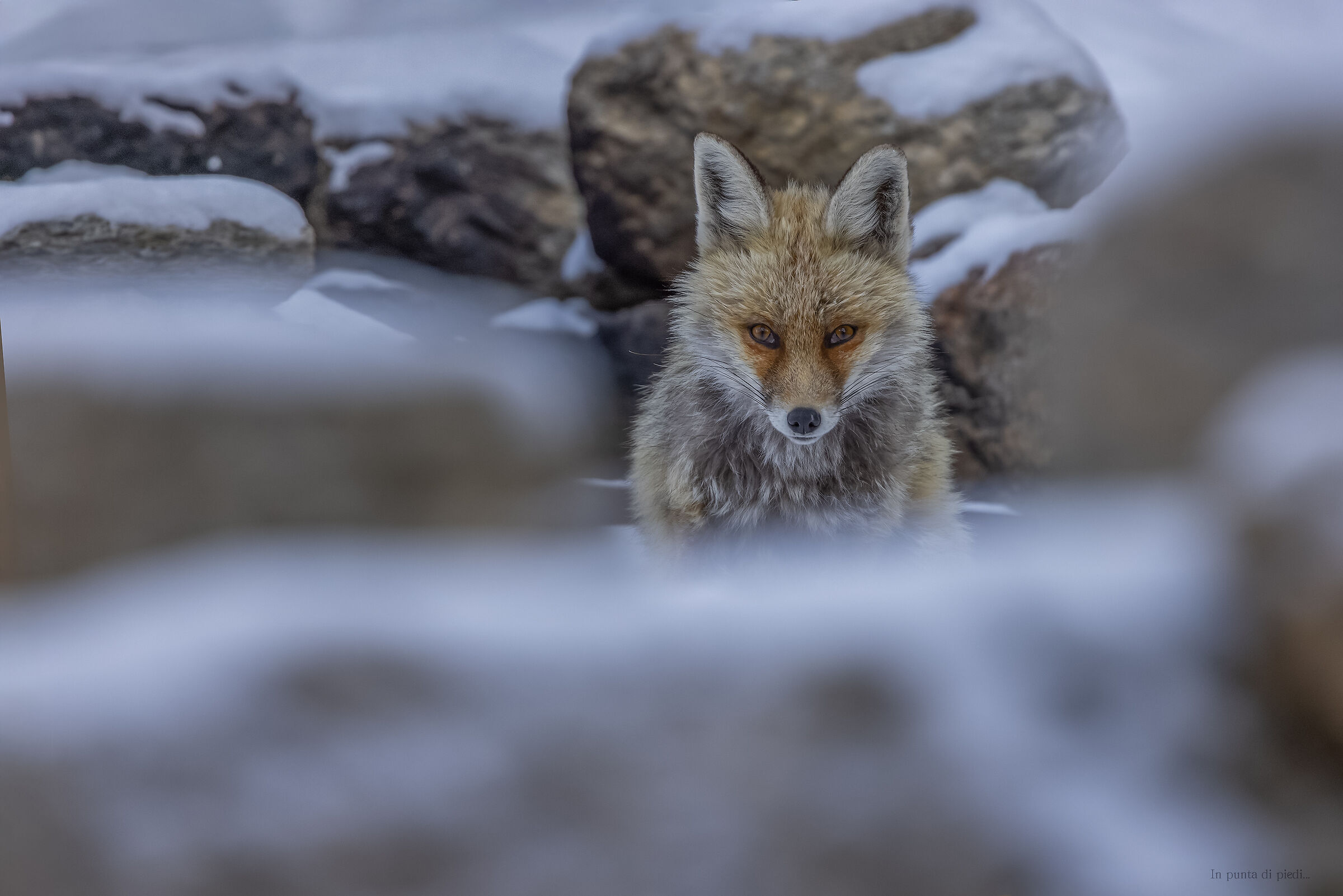 lock eyes - incrociare gli sguardi