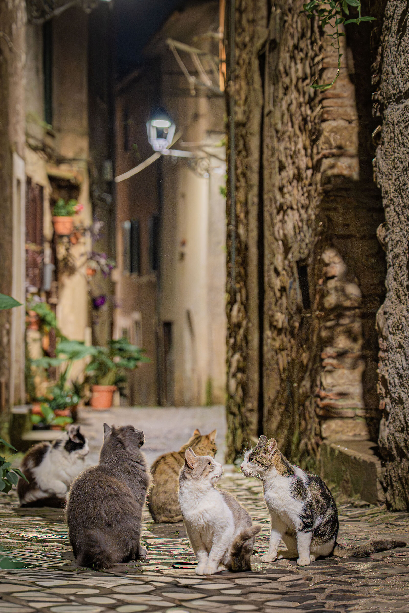 Montelanico the historic center and its "cats" models
