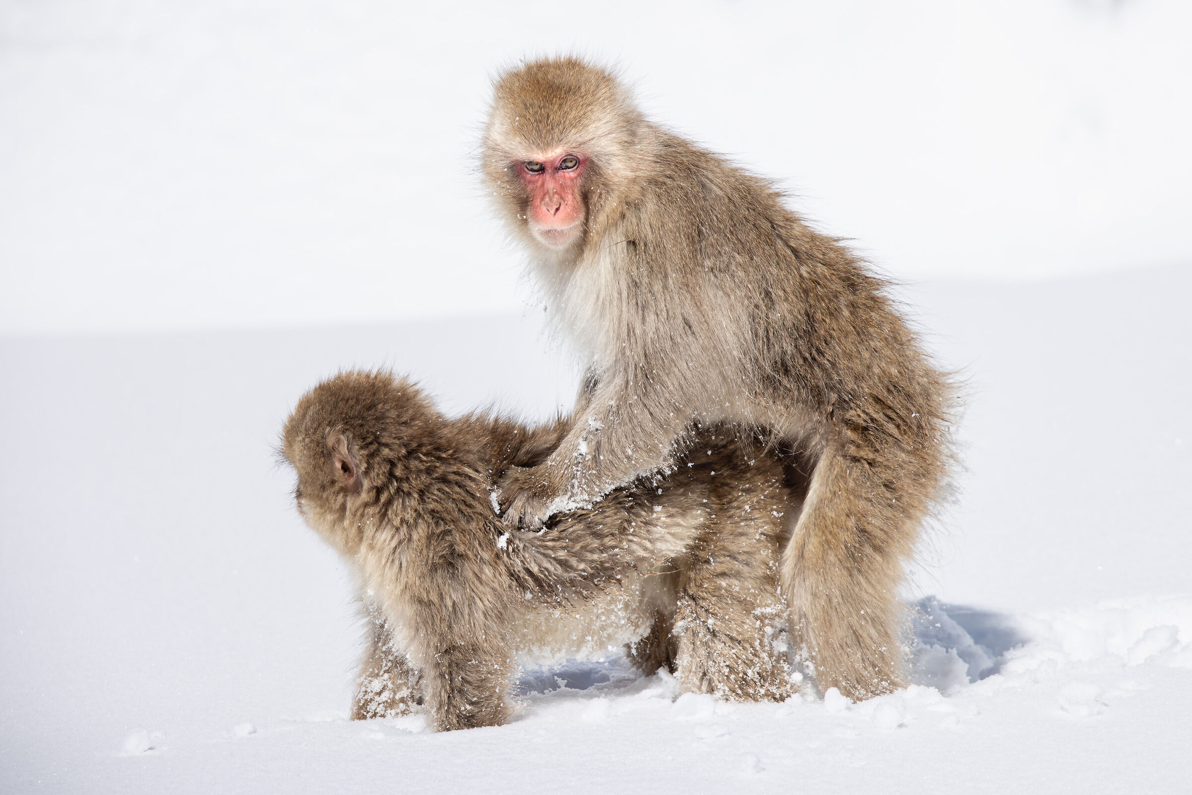 2025 Winter, Wild Japan