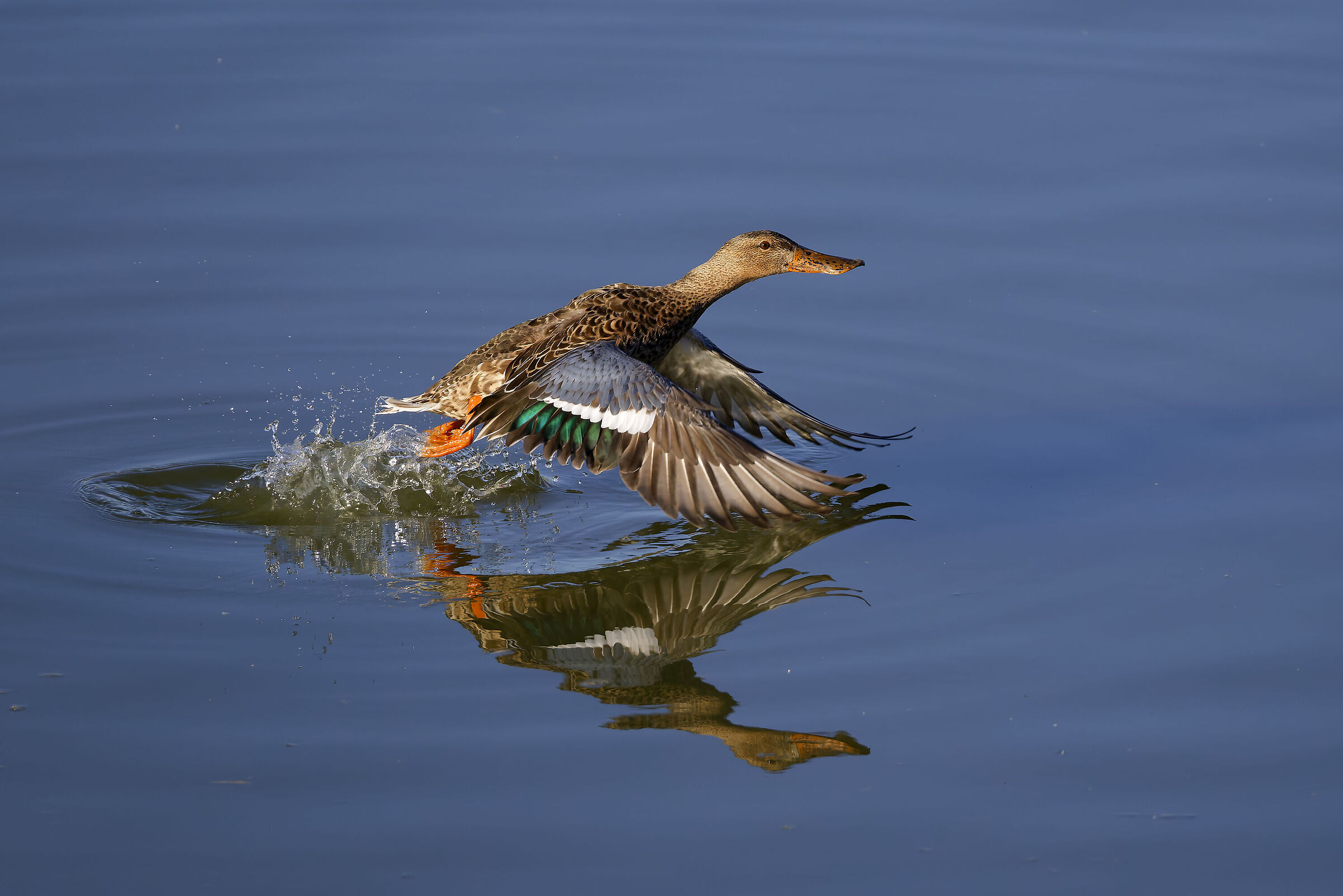 First photos with the new R5ii...