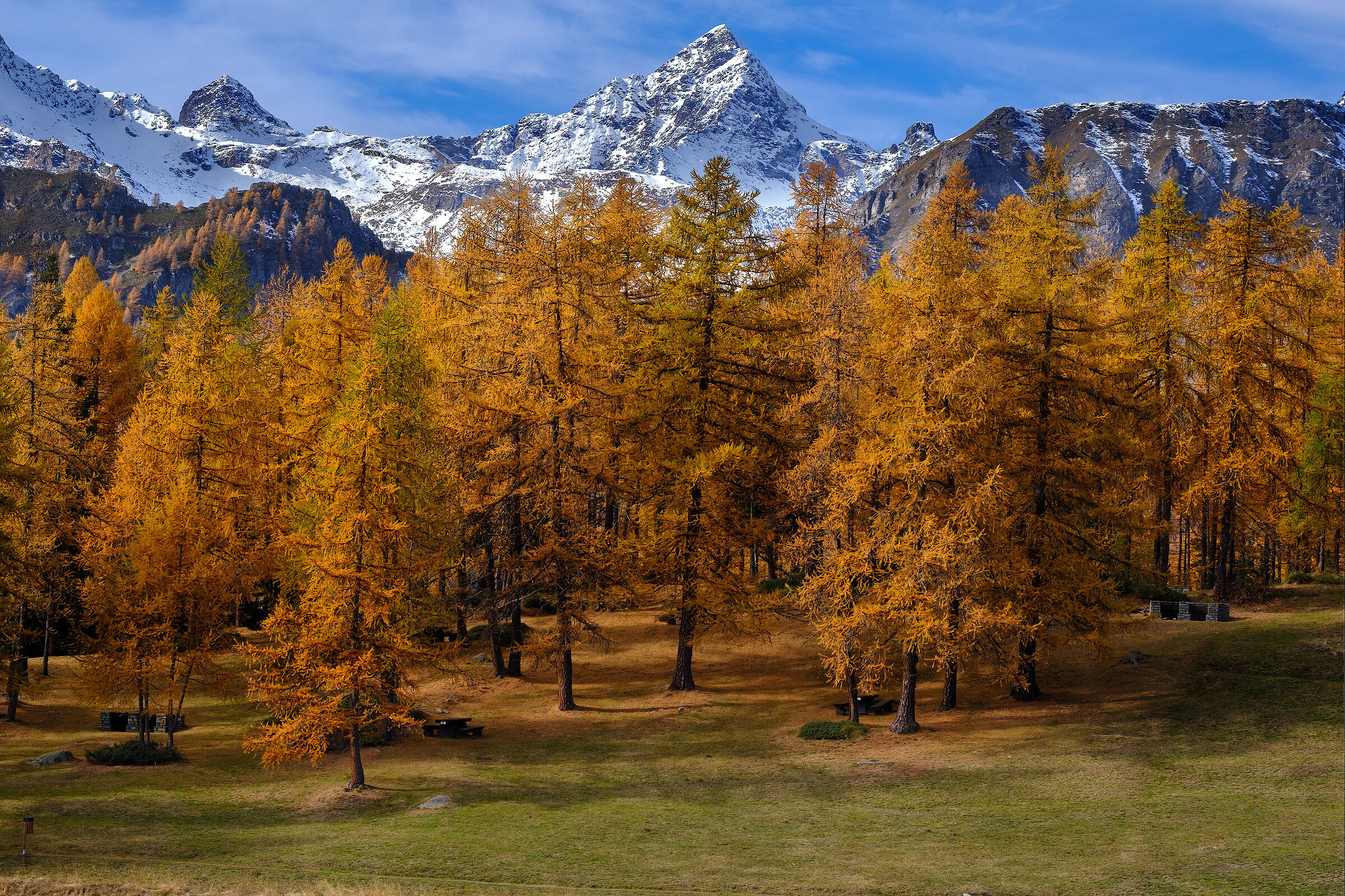 Quando i larici.....diventano irresistibili!