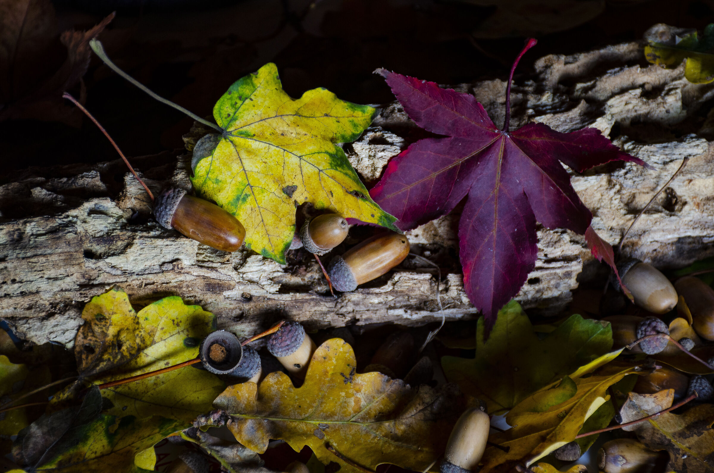 The colors of autumn