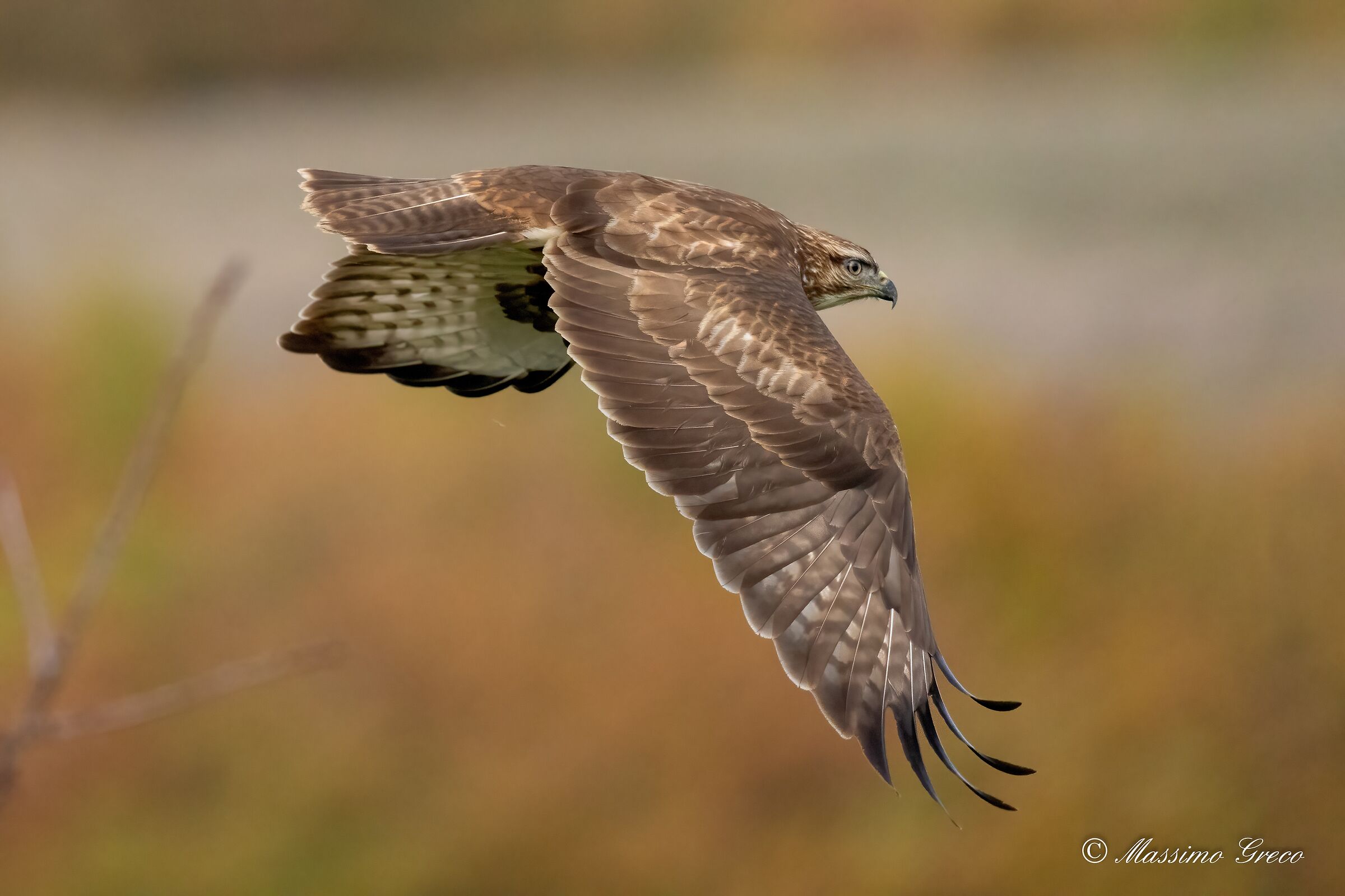 Buzzard (Buteo buteo)