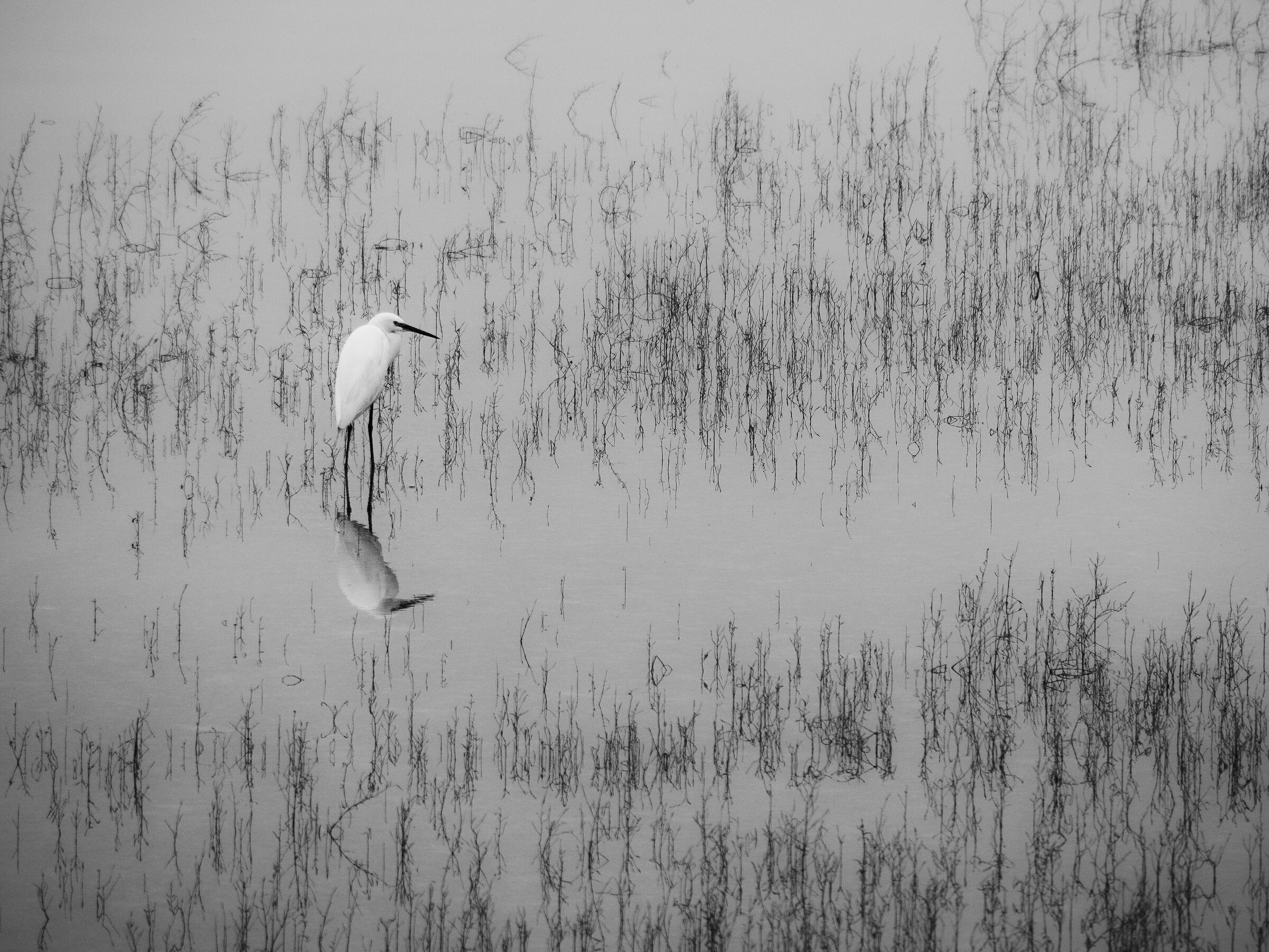 Saline