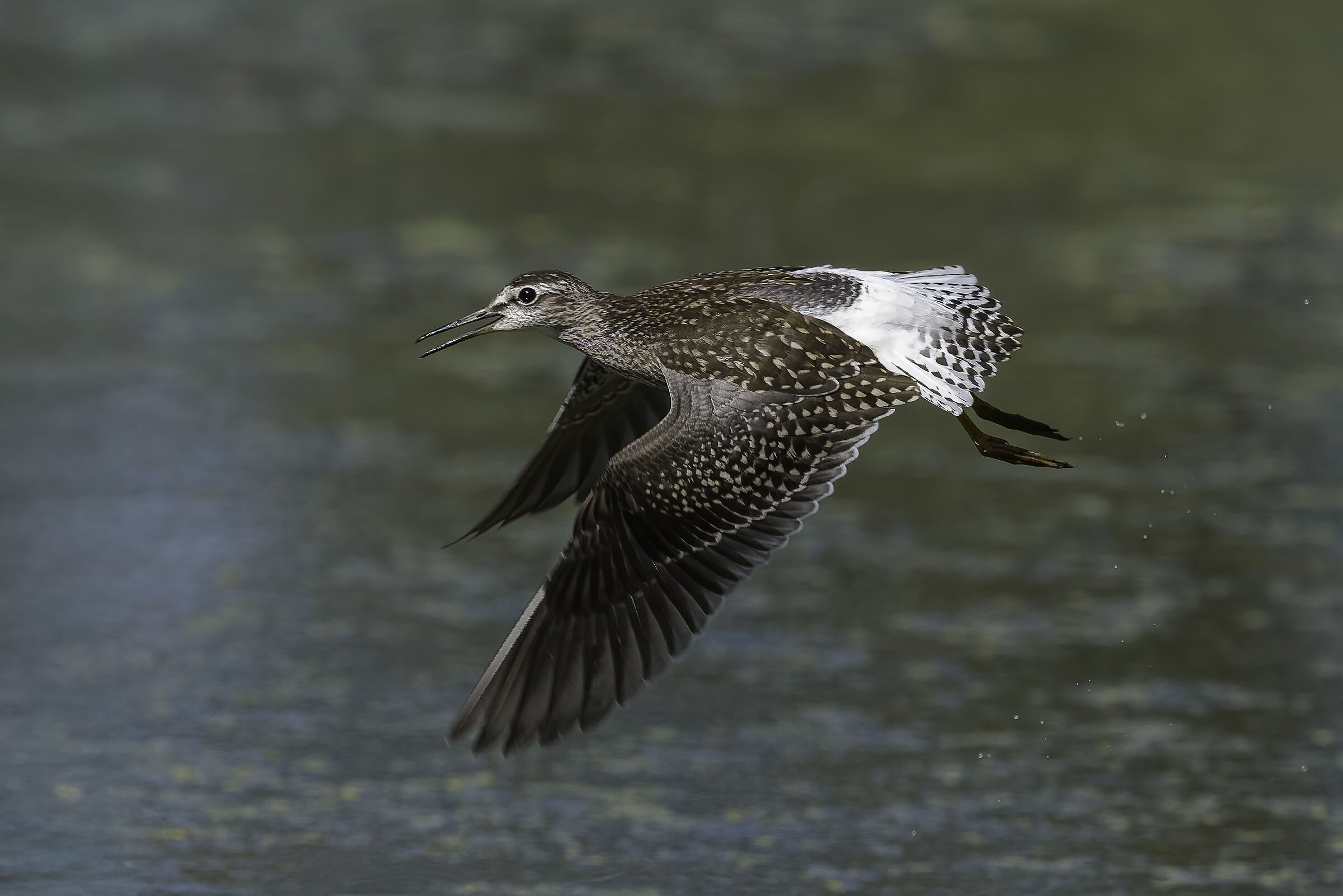 Wood Sandpiper