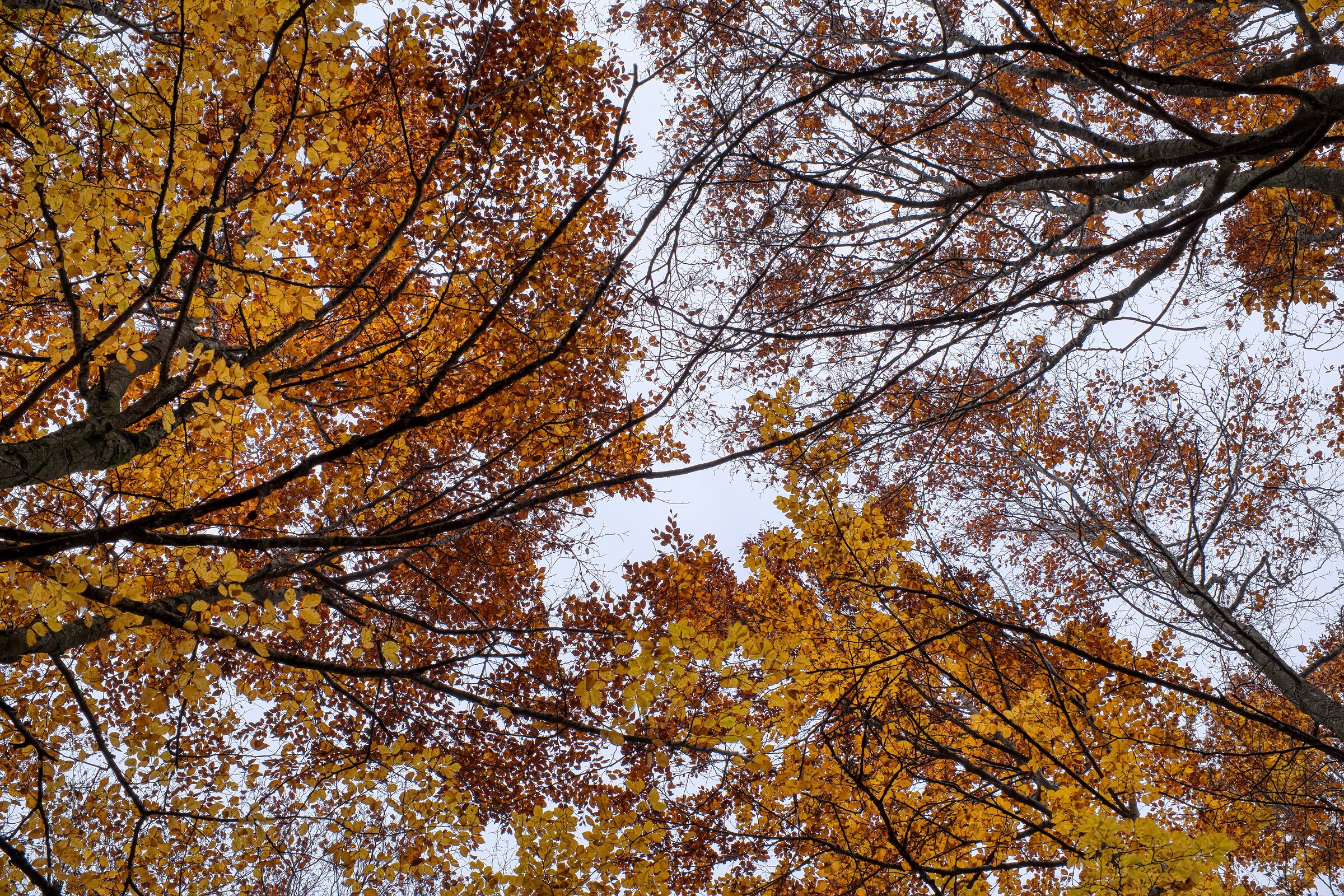 Autunno "di fuoco"