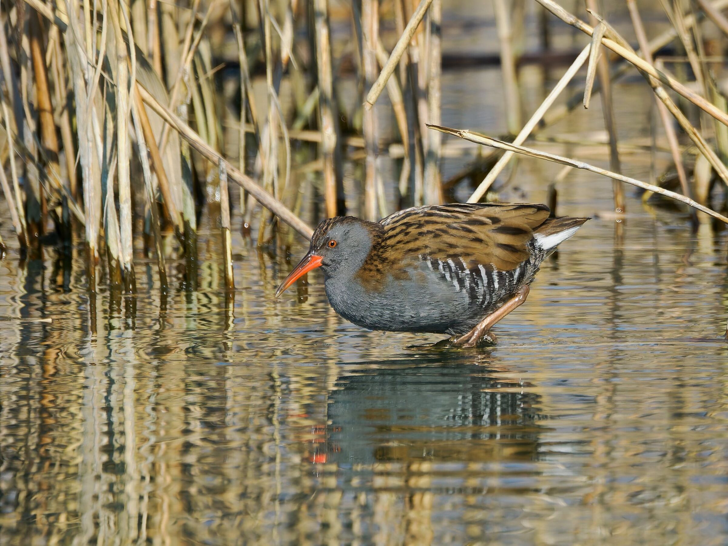 Water rail