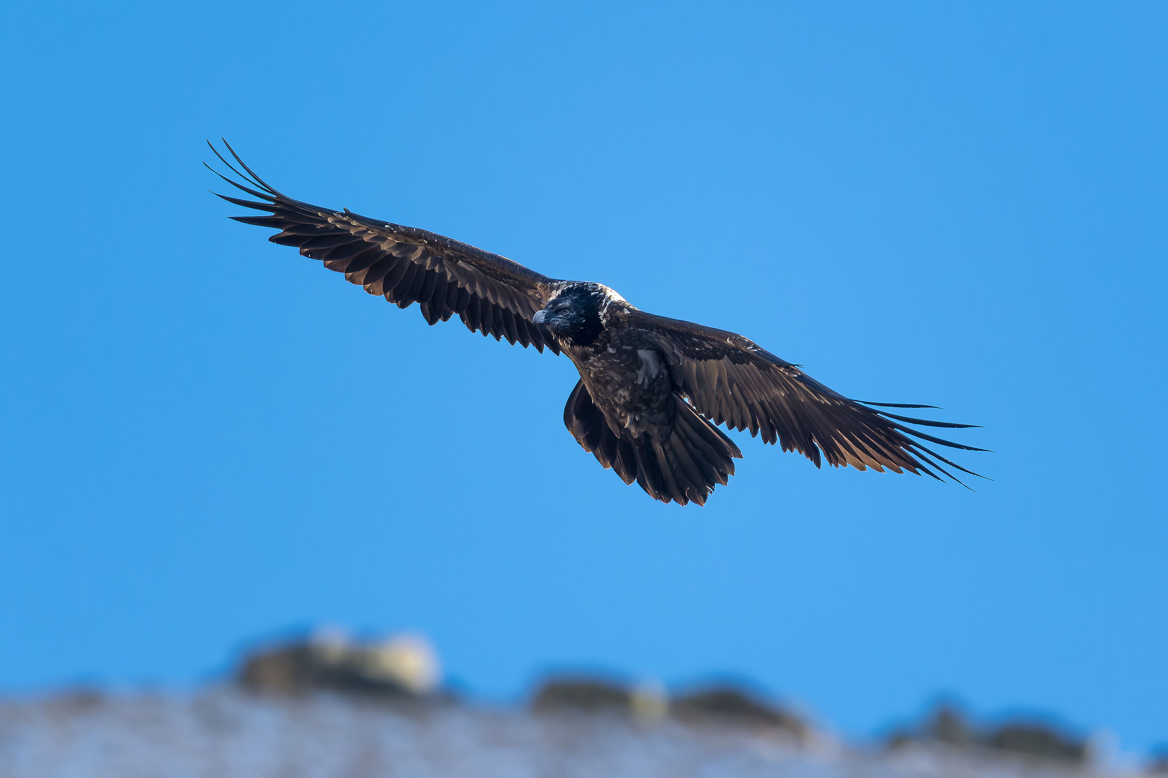 Gypaetus Barbatus - Parco Nazionale Gran Paradiso