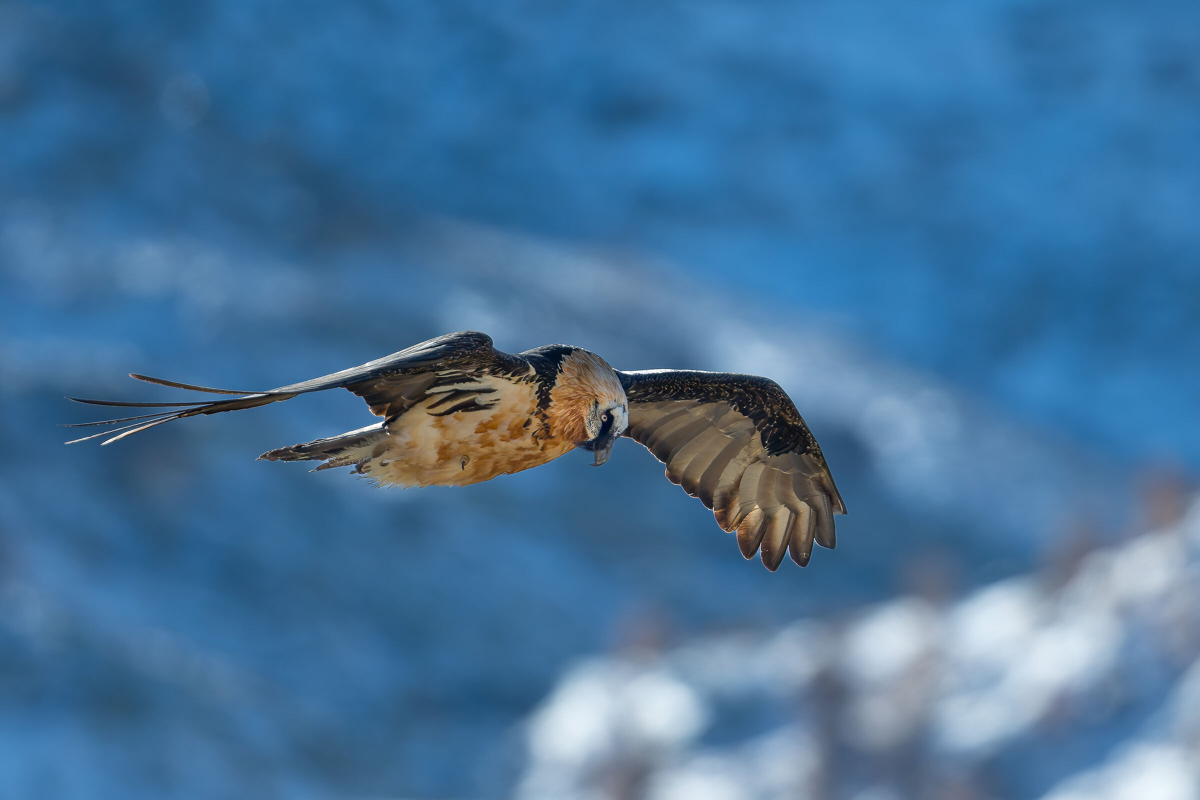 Gypaetus Barbatus - Parco Nazionale Gran Paradiso