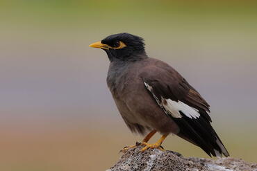 Acridotheres tristis