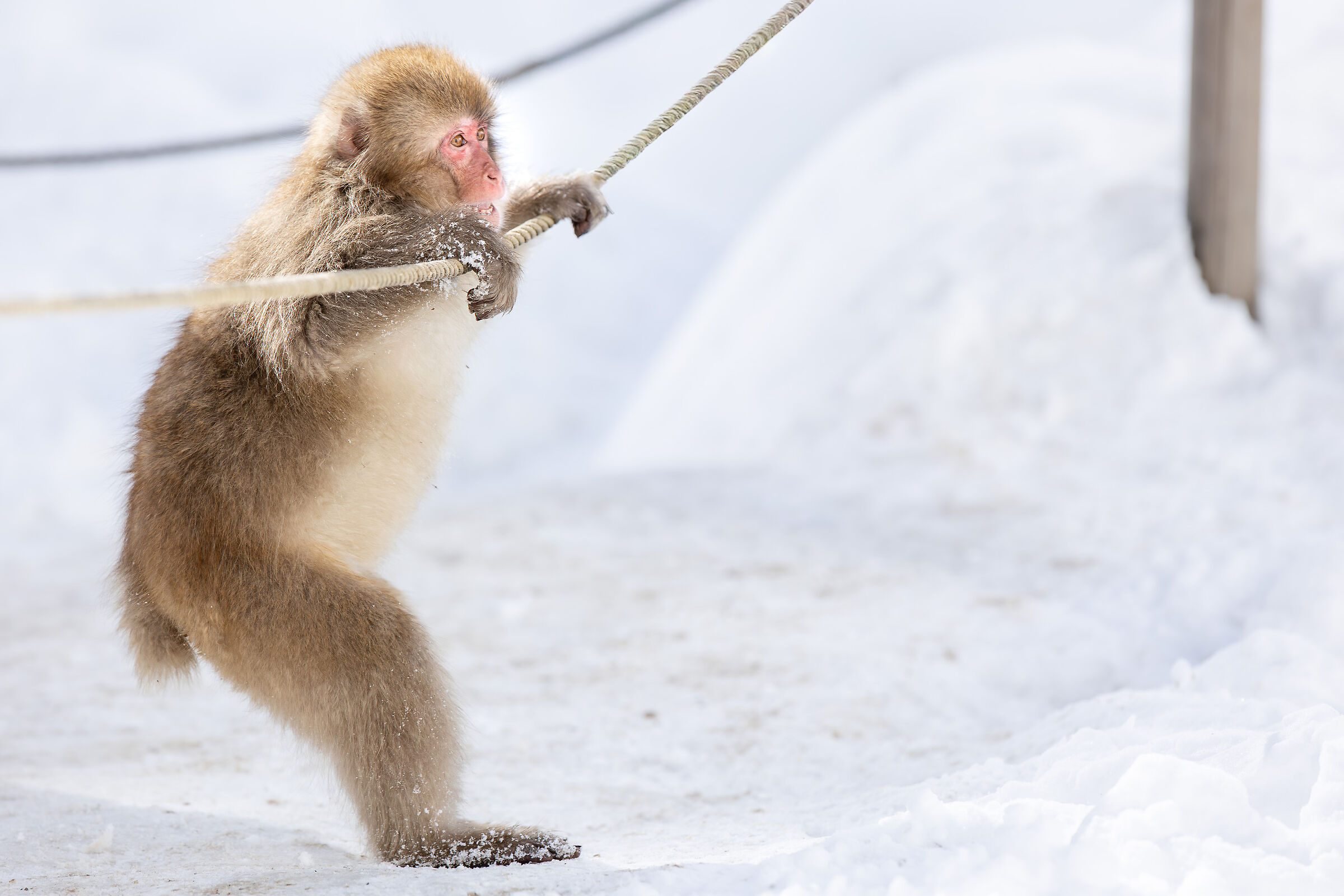 2025 Winter, Wild Japan