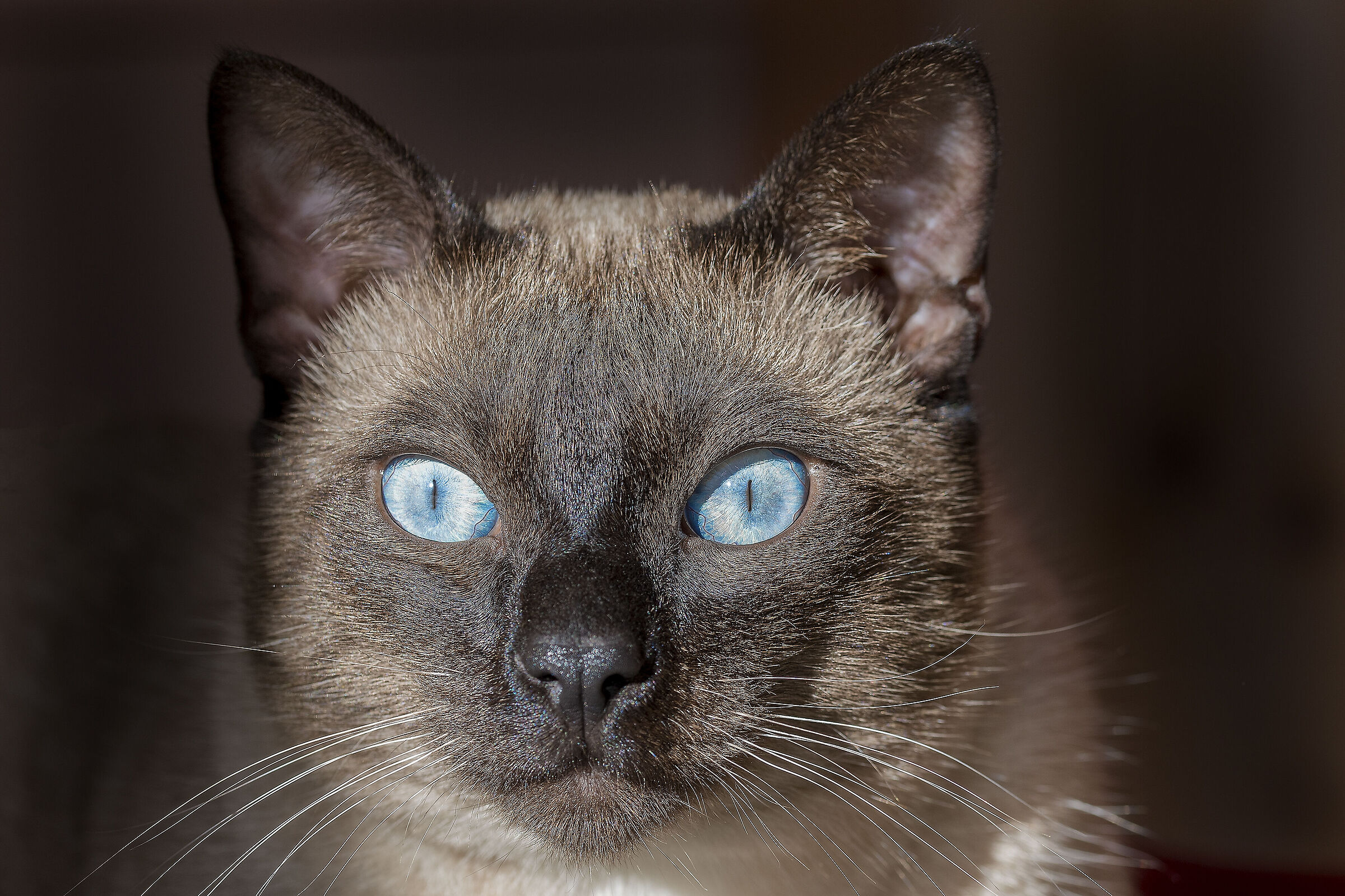 Io sono Nuccio " il Magnifico "