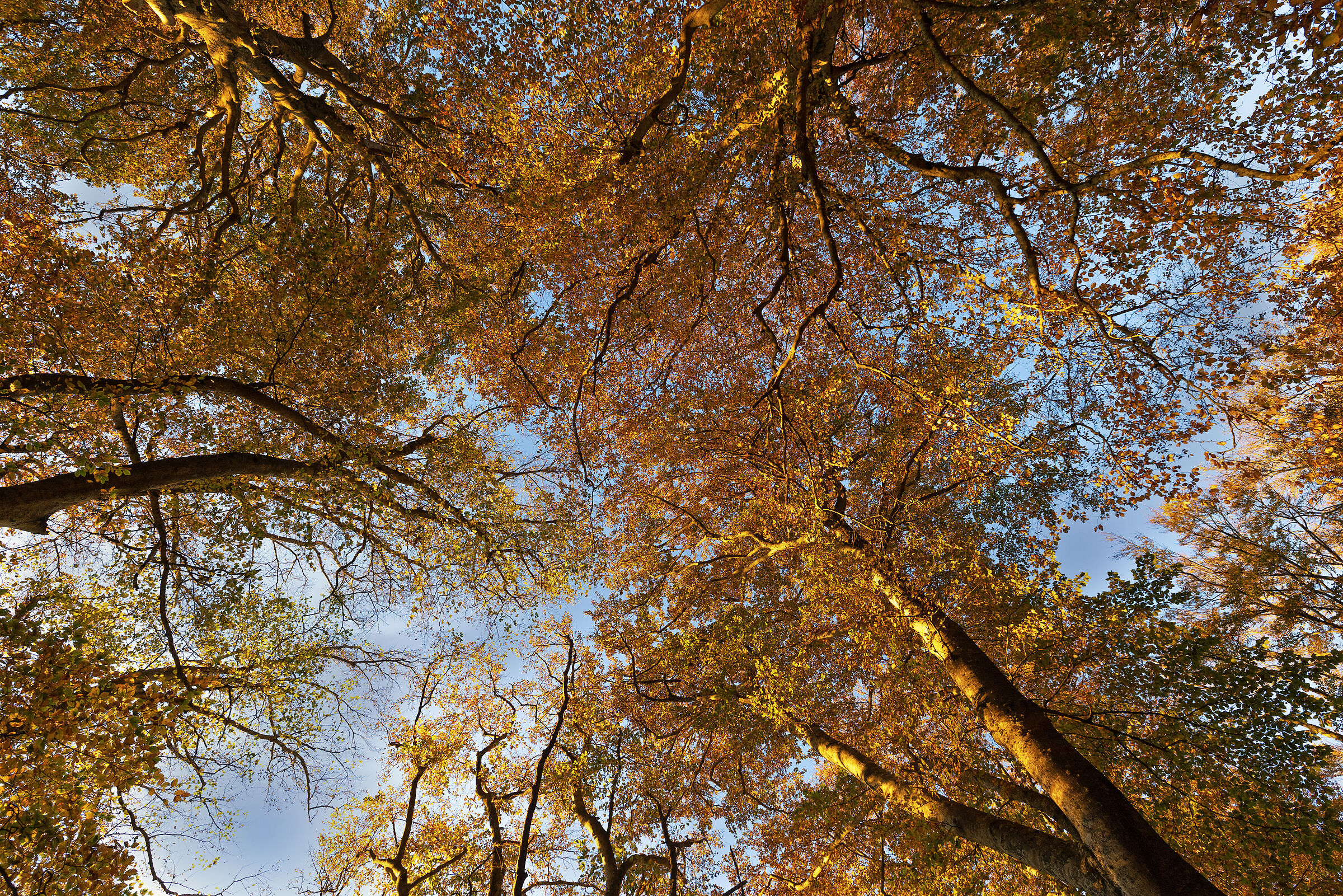 The colours of the beech forest